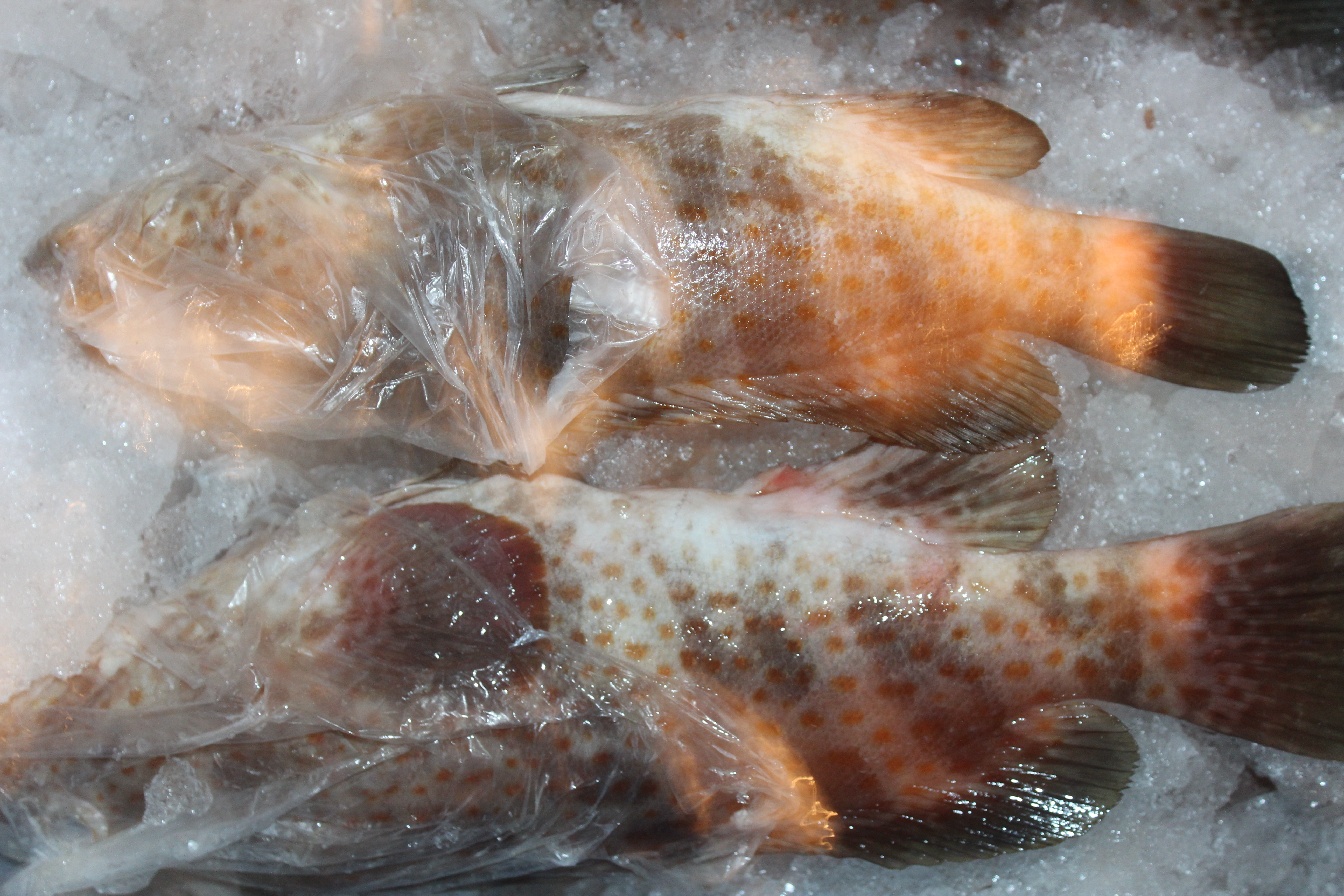 ตรวจสอบเรือและสินค้านำเข้าจากประเทศ MYANMAR..คลิก