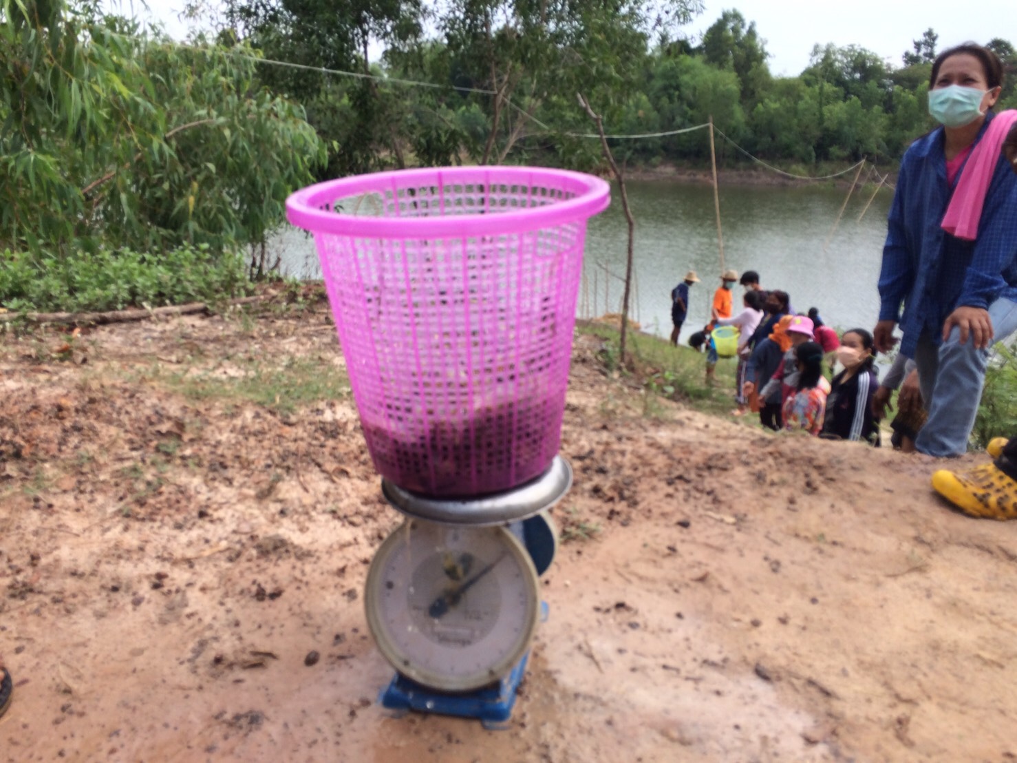 สำนักงานประมงจังหวัดอุบลราชธานี พร้อมผู้นำหมู่บ้าน สมาชิก อบต.ราษฎร ประมงอาสาประจำตำบล และคณะกรรมการบริหารจัดการแหล่งน้ำชุมชนหนองฝาง ตำบลโพธิ์ใหญ่ อำเภอวารินชำราบ จังหวัดอุบลราชธานี..คลิก