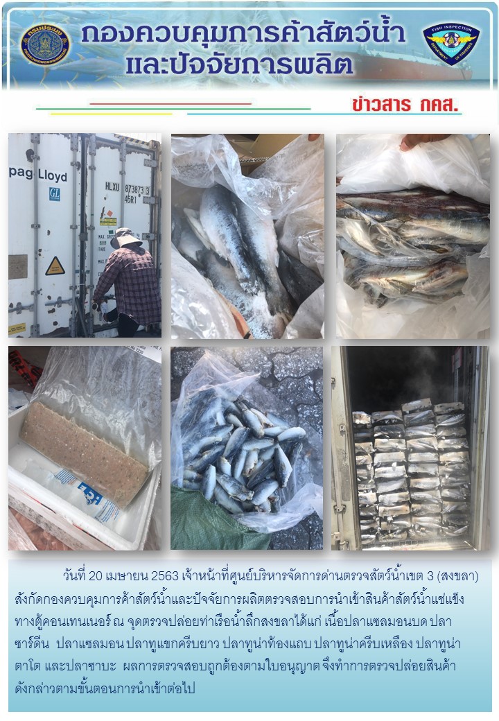 เจ้าหน้าที่ศูนย์บริหารจัดการด่านตรวจสัตว์น้ำเขต 3 (สงขลา) สังกัดกองควบคุมการค้าสัตว์น้ำและปัจจัยการผลิต ตรวจสอบการนำเข้าสินค้าสัตว์น้ำประเภทตู้คอนเทนเนอร์ ณ จุดตรวจปล่อยท่าเรือน้ำลึกสงขลา..คลิก