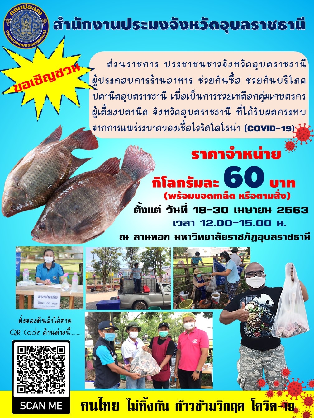 สำนักงานประมงจังหวัดอุบลราชธานี ขอเชิญชวนพ่อแม่พี่น้อง คุณป้าน้าอา ชาวอุบลฯ หรือจังหวัดใกล้เคียง ช่วยเหลือเกษตรกรผู้เลี้ยงปลานิลในช่วงที่ประสบภัยพิษจากโควิด 19..คลิก