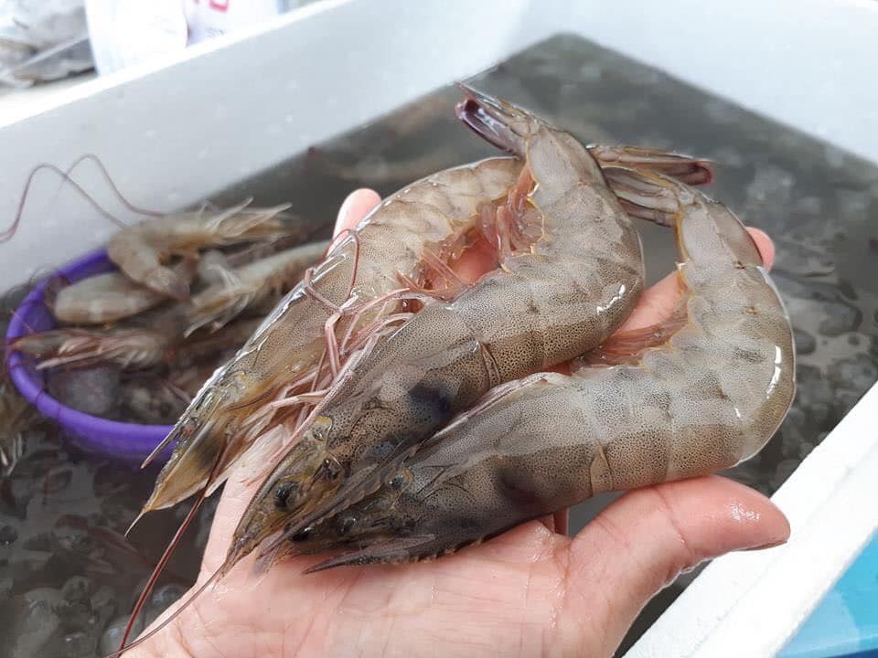 สรุปราคาประมูล/ซื้อ/ขาย/กุ้งขาวแวนาไมปากบ่อในเขตพื้นที่ต่างๆ จากทั่วประเทศ โดยเครือข่ายผู้เลี้ยงกุ้งไทย วันที่ 22 เมษายน 2563..คลิก