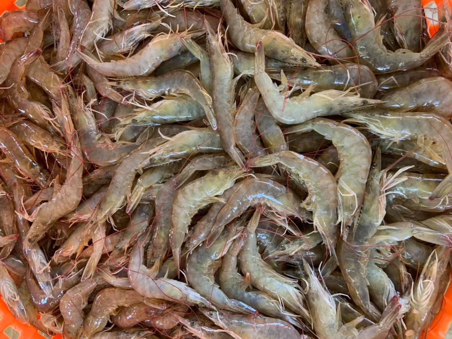สรุปราคาประมูล/ซื้อ/ขาย/กุ้งขาวแวนาไมปากบ่อ ในเขตพื้นที่ต่าง ๆ จากทั่วประเทศ @โดยเครือข่ายผู้เลี้ยงกุ้งไทย วันที่ 23 เมษายน 2563..คลิก