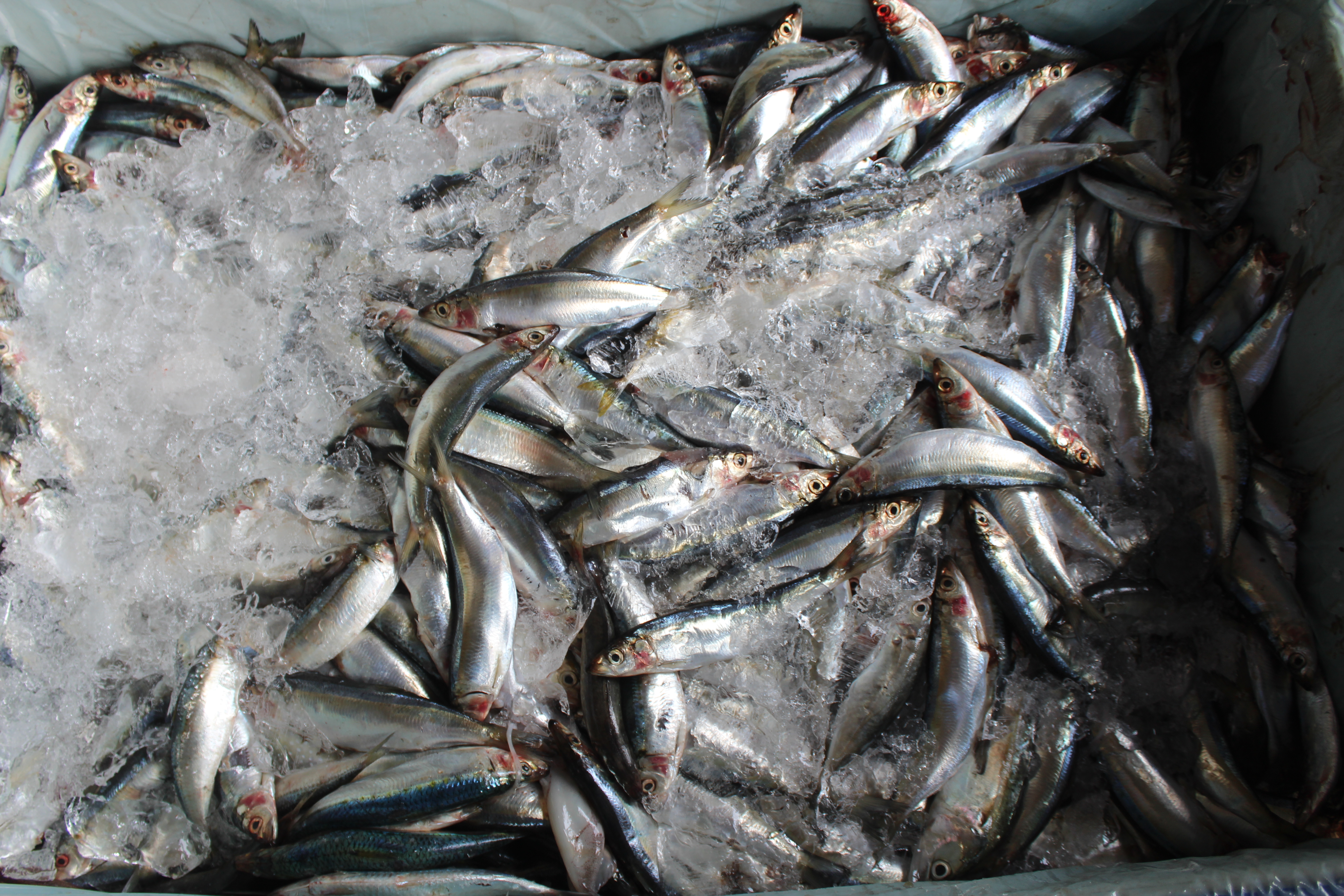 ควบคุมขนถ่ายสัตว์น้ำขึ้นท่าจากประเทศMYANMAR..คลิก