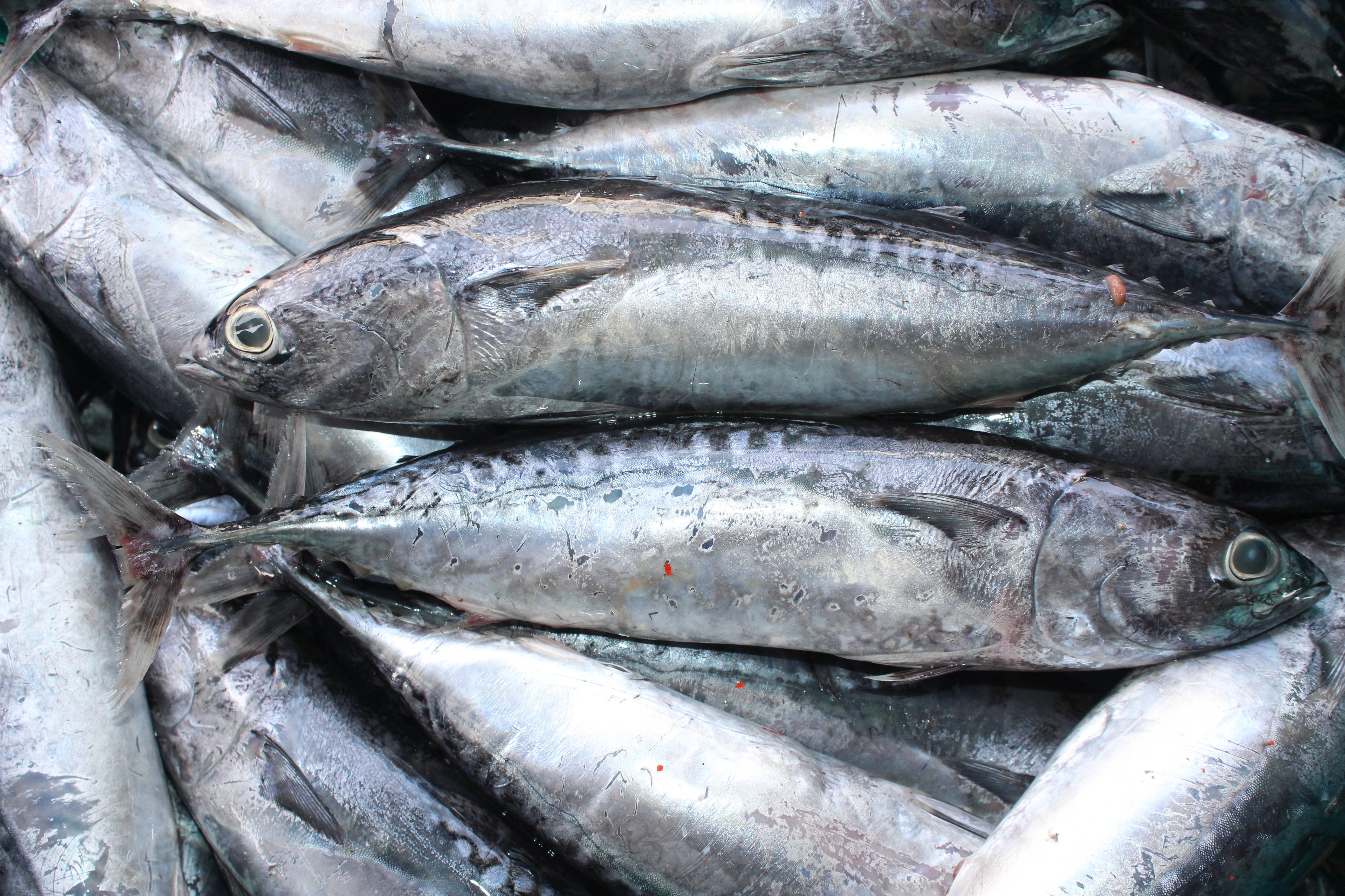 ตรวจสอบเรือและสินค้านำเข้าจากประเทศ MYANMAR..คลิก
