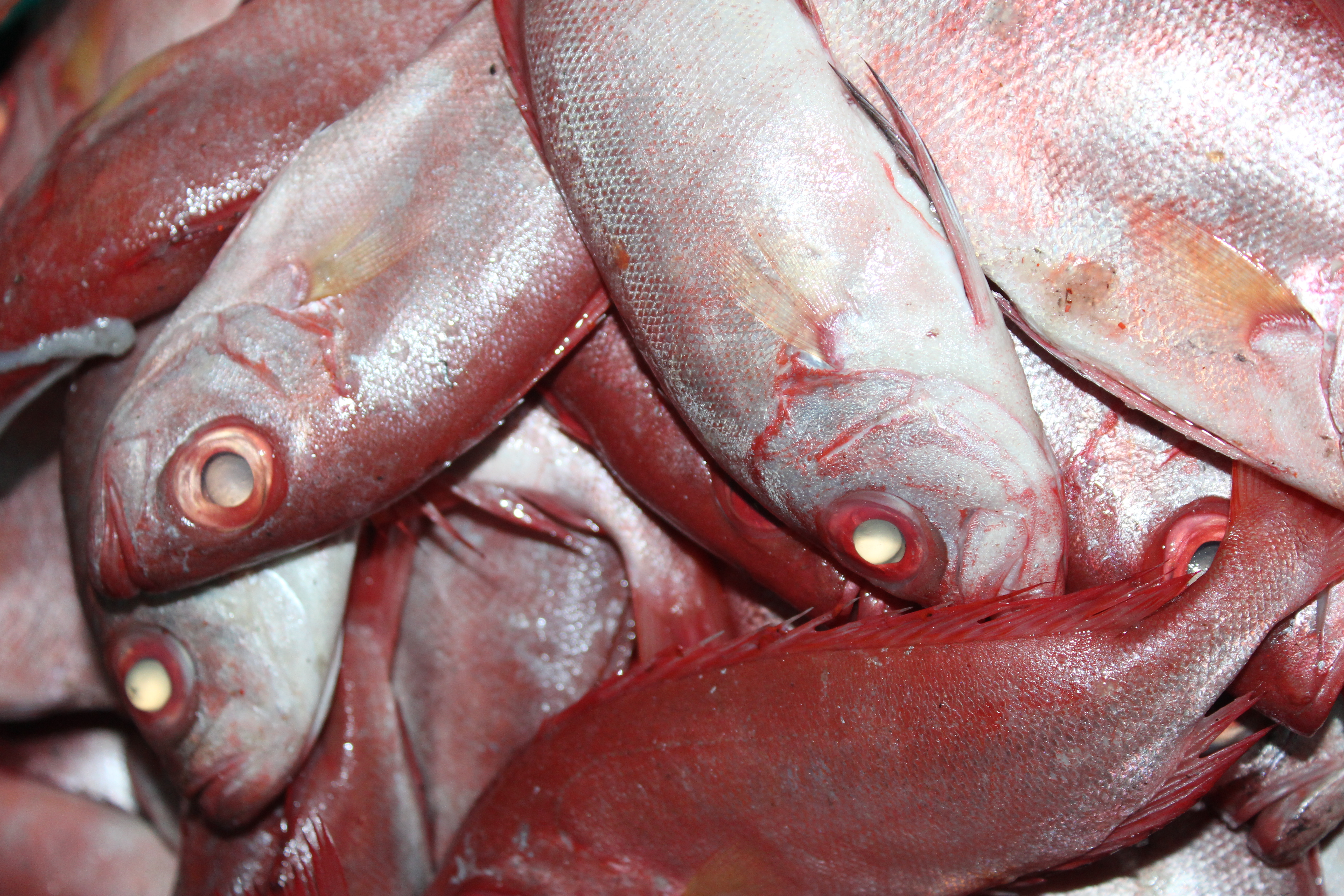 ตรวจสอบเรือและสินค้านำเข้าจากประเทศ MYANMAR..คลิก