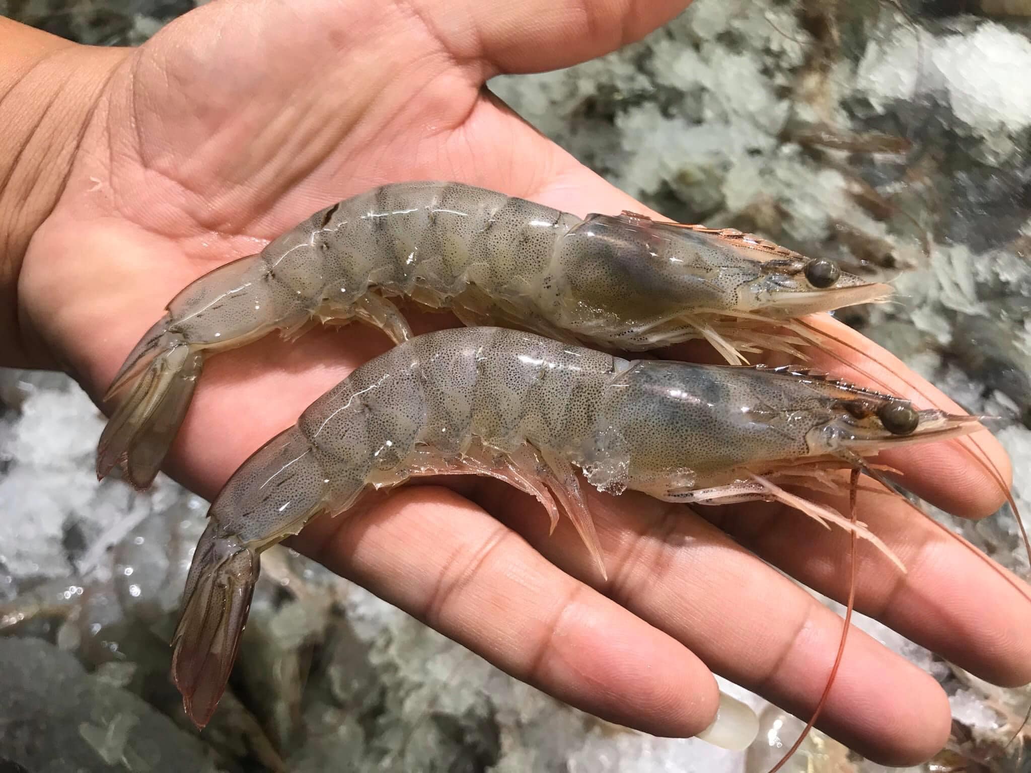 ข่าวฝากประชาสัมพันธ์.... สรุปราคาประมูล/ซื้อ/ขาย/กุ้งขาวแวนาไมปากบ่อในเขตพื้นที่ต่าง ๆ จากทั่วประเทศ โดยเครือข่ายผู้เลี้ยงกุ้งไทย วันที่ 26 เมษายน 2563..คลิก