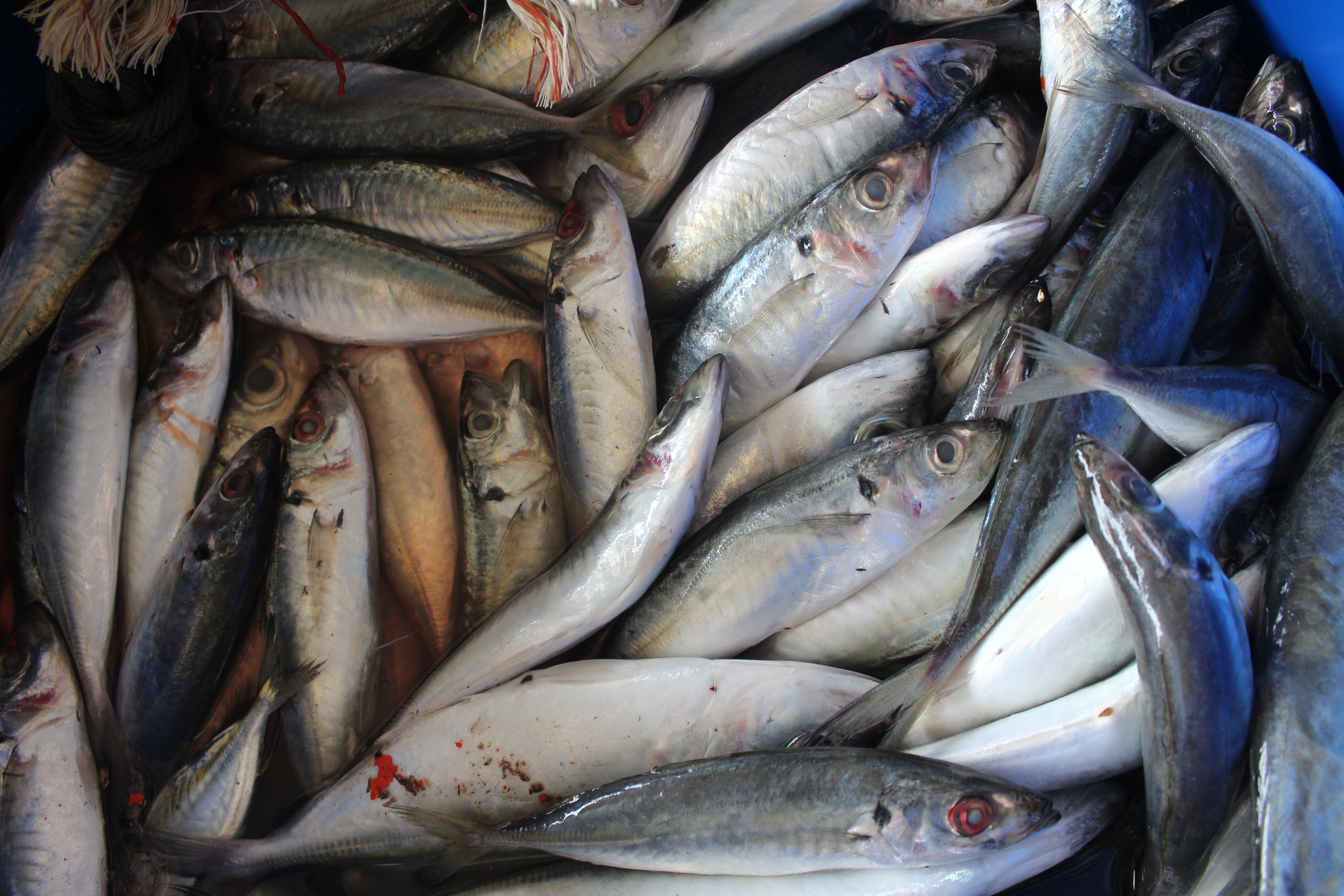 ตรวจสอบเรือและสินค้านำเข้าจากประเทศ MYANMAR..คลิก