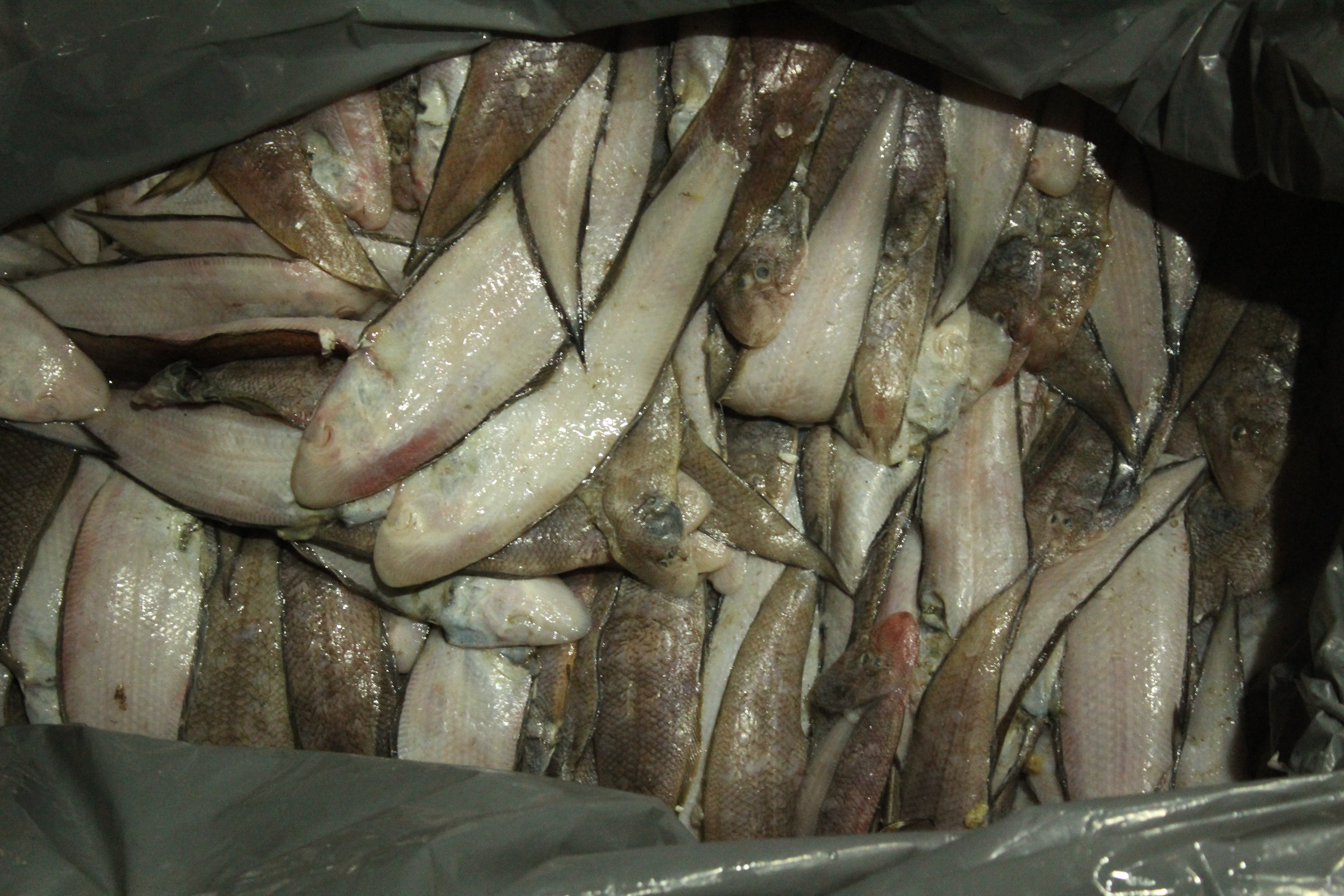 ตรวจสอบเรือและสินค้านำเข้าจากประเทศ MYANMAR..คลิก