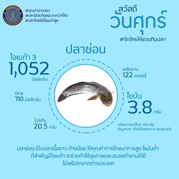 สวัสดีวันศุกร์ #วันนี้คุณทานปลาช่อนแล้วรึยัง..คลิก