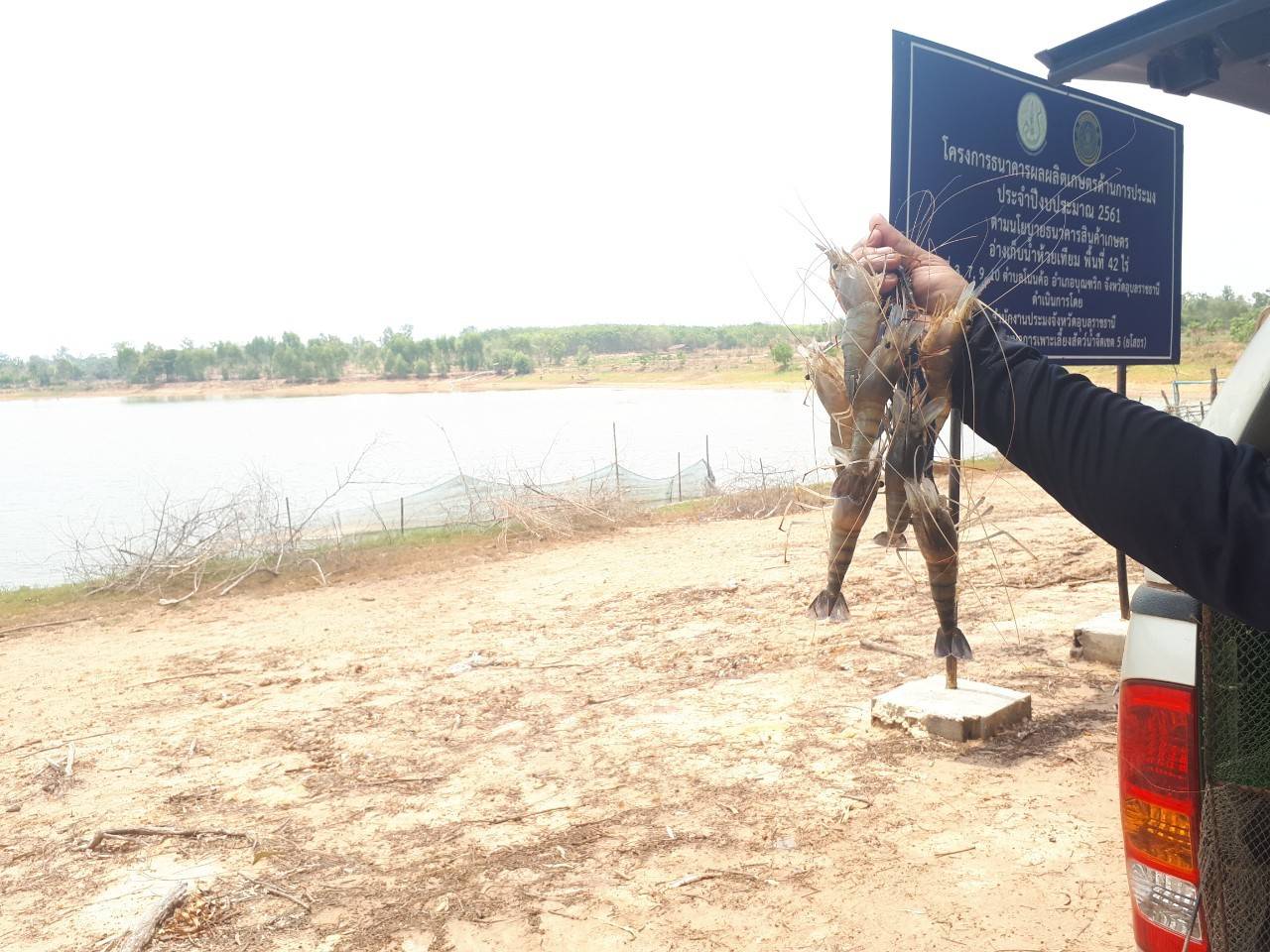 ประมงอำเภอบุณฑริก พร้อมด้วยเจ้าหน้าที่จากศุนย์วิจัยและพัฒนาประมงน้ำจืดเขต 4 (อุบลราชธานี) ลงพื้นที่เข้าผลสุ่มตัวอย่างกุ้งก้ามกรามที่อ่างเก็บน้ำห้วยเทียม อ.บุณฑริก จ.อุบลราชธานี..คลิก