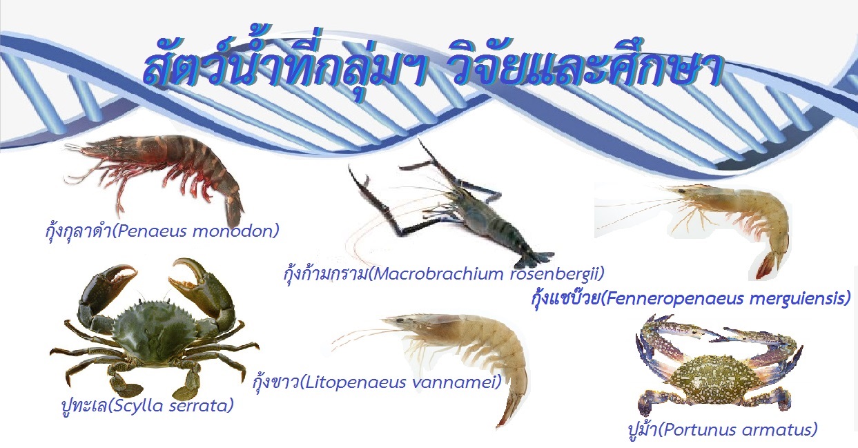 สัตว์น้ำที่กลุ่มฯ วิจัยและศึกษา