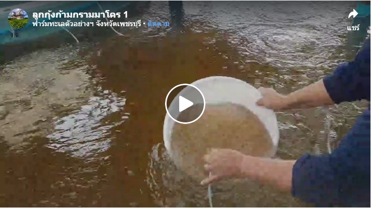 การย้ายลูกกุ้งก้ามกรามมาโคร 1 อายุ 15 วัน..คลิก