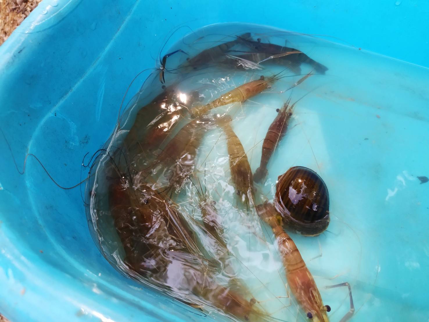 ร่วมติดตามการเจริญเติบโตของกุ้งก้ามกรามและประเมินศักยภาพของแหล่งน้ำ