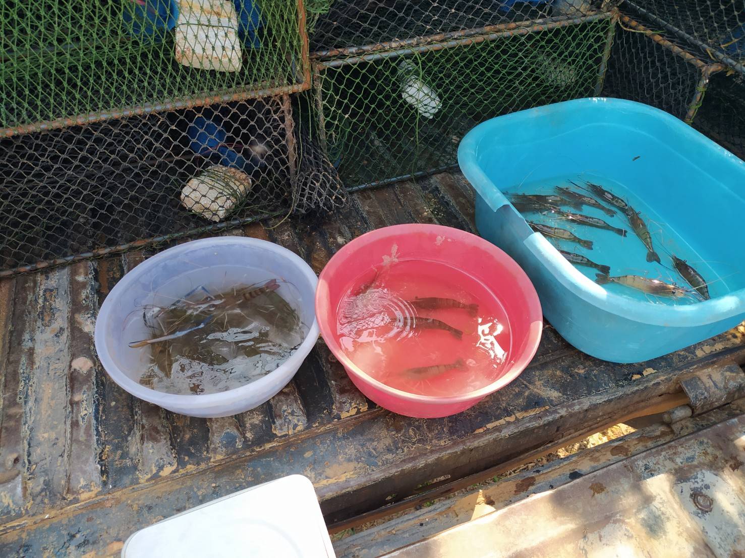 ร่วมประเมินการเจริญเติบโตของกุ้งก้ามกราม (สุ่มวัดความยาวและน้ำหนักกุ้งกรามรายเดือน)..คลิก