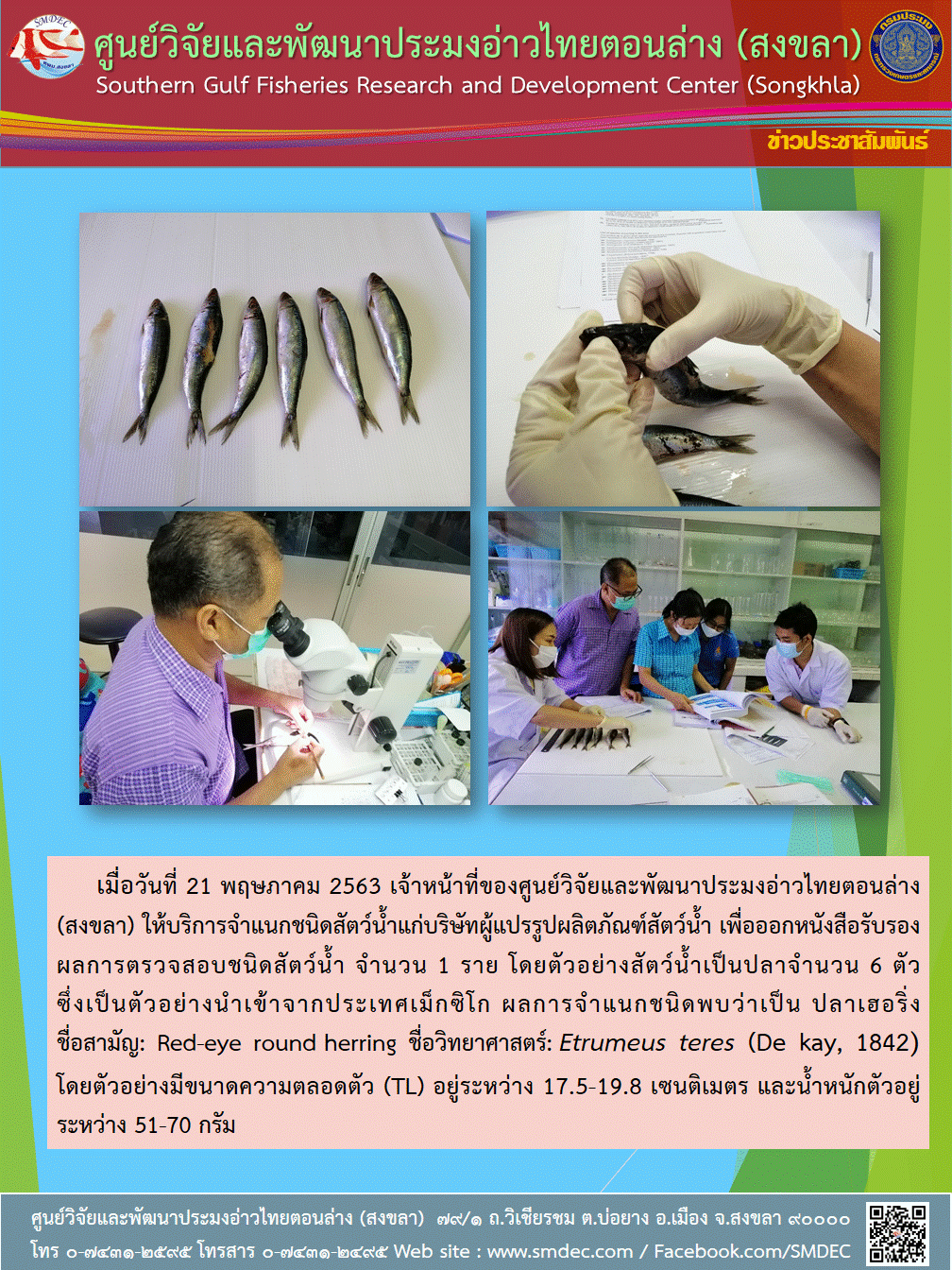เมื่อวันที่ 21 พฤษภาคม 2563 เจ้าหน้าที่ของศูนย์วิจัยและพัฒนาประมงอ่าวไทยตอนล่าง (สงขลา)  ให้บริการจำแนกชนิดสัตว์น้ำแก่บริษัทผู้แปรรูปผลิตภัณฑ์สัตว์น้ำ เพื่อออกหนังสือรับรองผลการตรวจสอบชนิดสัตว์น้ำ  จำนวน 1 ราย..คลิก