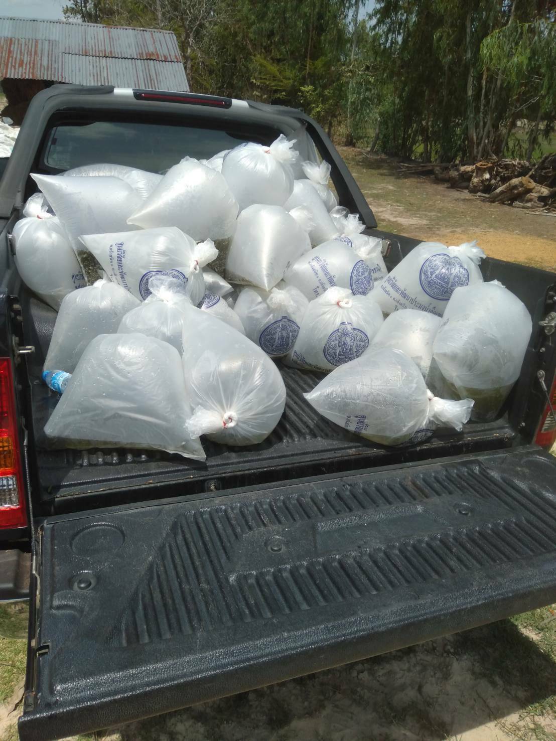 การปล่อยลงแหล่งน้ำชุมชน และแหล่งน้ำของโรงเรียน เพื่อสร้างแหล่งอาหารโปรตีนให้แก่เด็กนักเรียน และราษฎรในพื้นที่ อำเภอตระการพืชผล จังหวัดอุบลราชธานี..คลิก