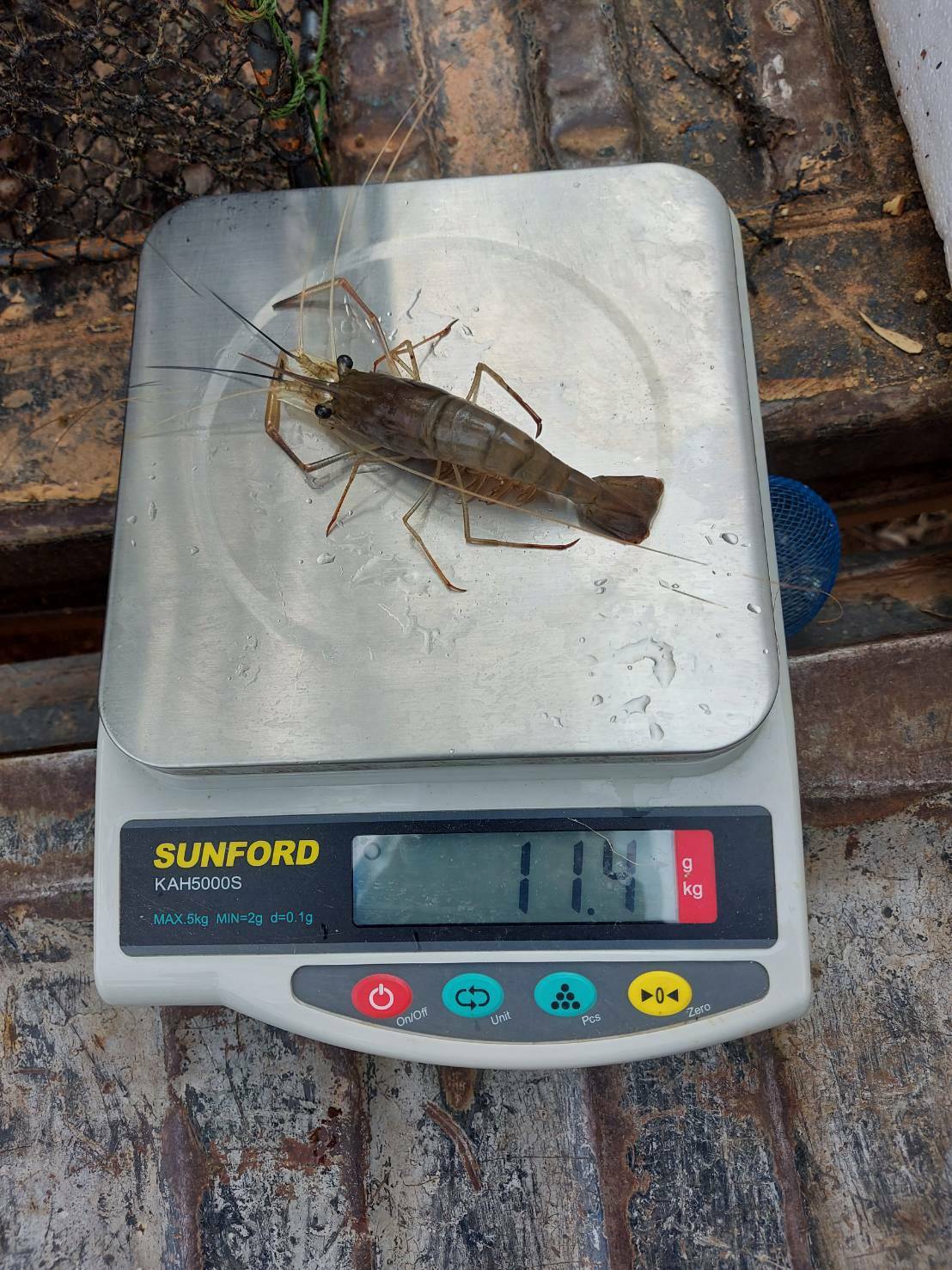 ร่วมประเมินการเจริญเติบโตของกุ้งก้ามกราม (สุ่มวัดความยาวและน้ำหนักกุ้งกรามรายเดือน)..คลิก
