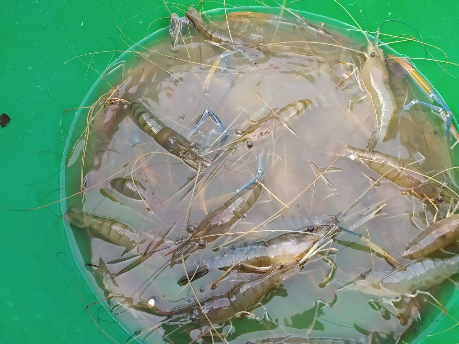 ร่วมประเมินการเจริญเติบโต ของกุ้งก้ามกราม (สุ่มวัดความยาวและน้ำหนักกุ้งกรามรายเดือน)