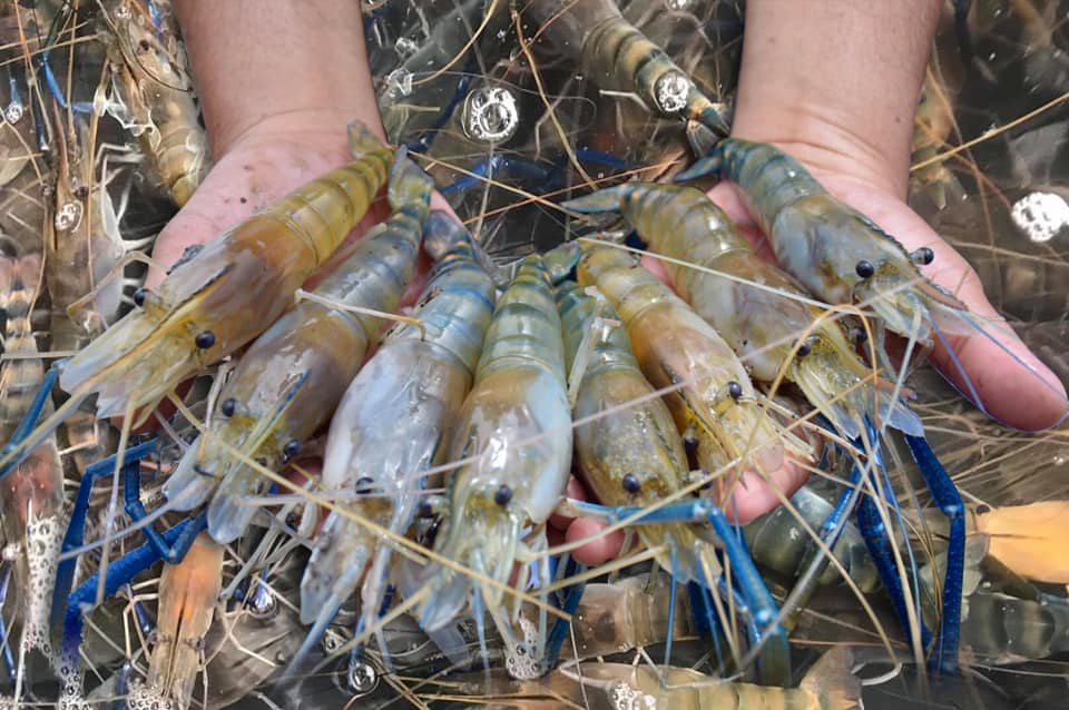 กรมประมง จับมือ โออาร์ เปิดตลาดกุ้งก้ามกรามกลางกรุง หนุนช่วยเกษตรกรบรรเทาปัญหาราคาผลผลิตตกต่ำ ดีเดย์ 7 และ 14 มิถุนายนนี้?..คลิก