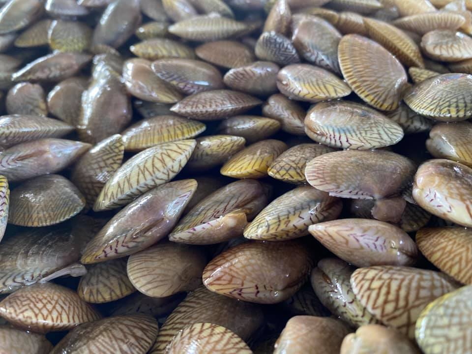 นายมีศักดิ์ ภักดีคง อธิบดีกรมประมง พร้อมด้วย นายบัญชา สุขแก้ว รองอธิบดีกรมประมง นายอิทธิพล ขวาไทย ประมงจังหวัดเพชรบุรี และคณะเจ้าหน้าที่กรมประมง ลงพื้นที่สำรวจและติดตามสถานการณ์การทำการประมงหอยลายในพื้นที่ บ้านบางตะบูน อำเภอบ้านแหลม จังหวัดเพชรบุรี..คลิก