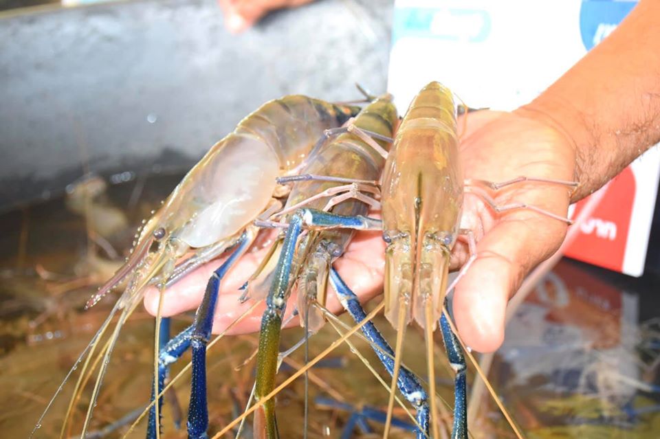 กรมประมงจับมือโออาร์ เปิดตลาด “กุ้งก้ามกราม” กลางกรุง @PTT Station..คลิก
