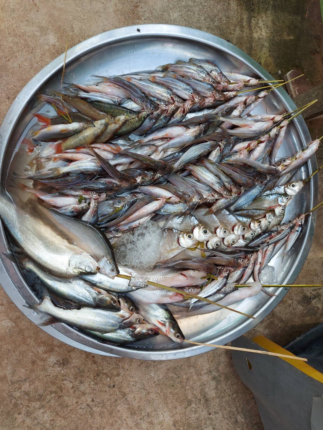 ประมงอำเภอดอนมดแดง สำรวจตลาดนัด 