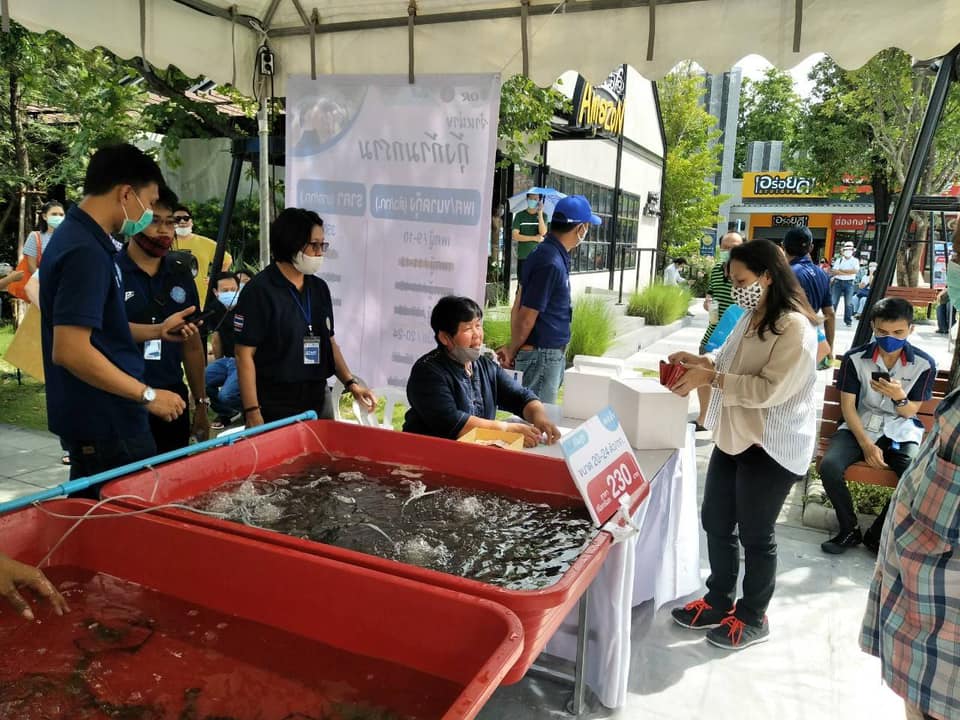 บรรยากาศการจำหน่ายกุ้งก้ามกราม @พีทีที สเตชั่น ทั้ง 3 แห่ง..คลิก