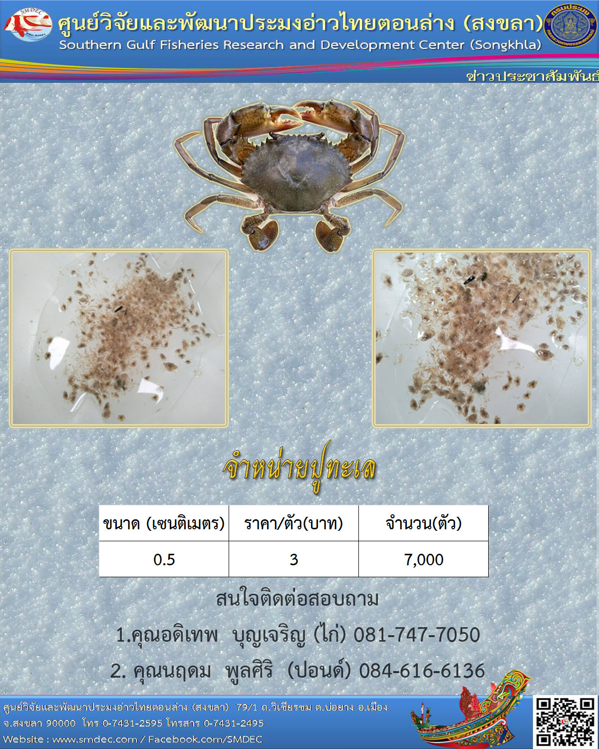 จำหน่ายปูทะเล..คลิก