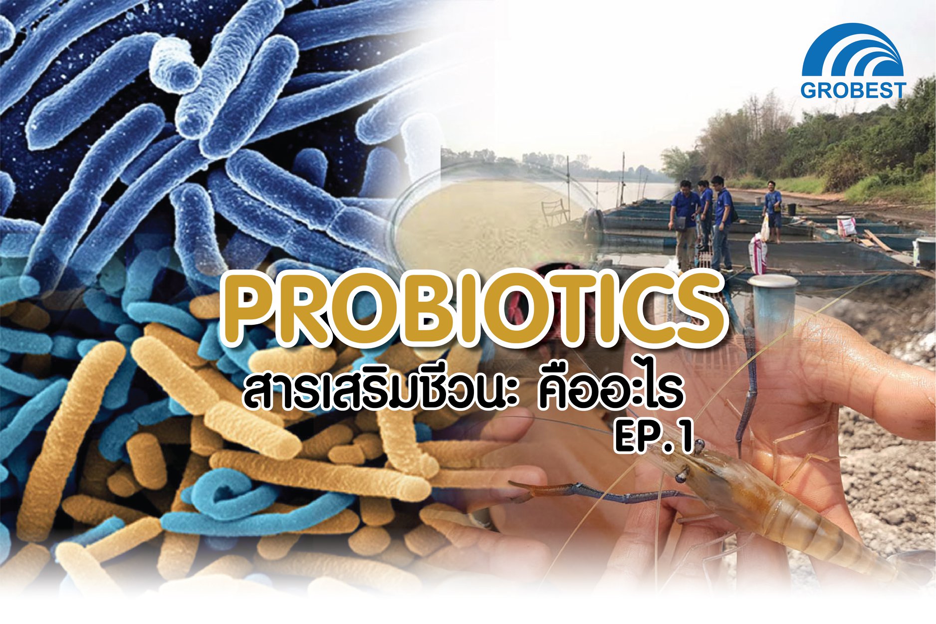 สารเสริมชีวนะ คืออะไร ที่มา Grobest Thailand..คลิก