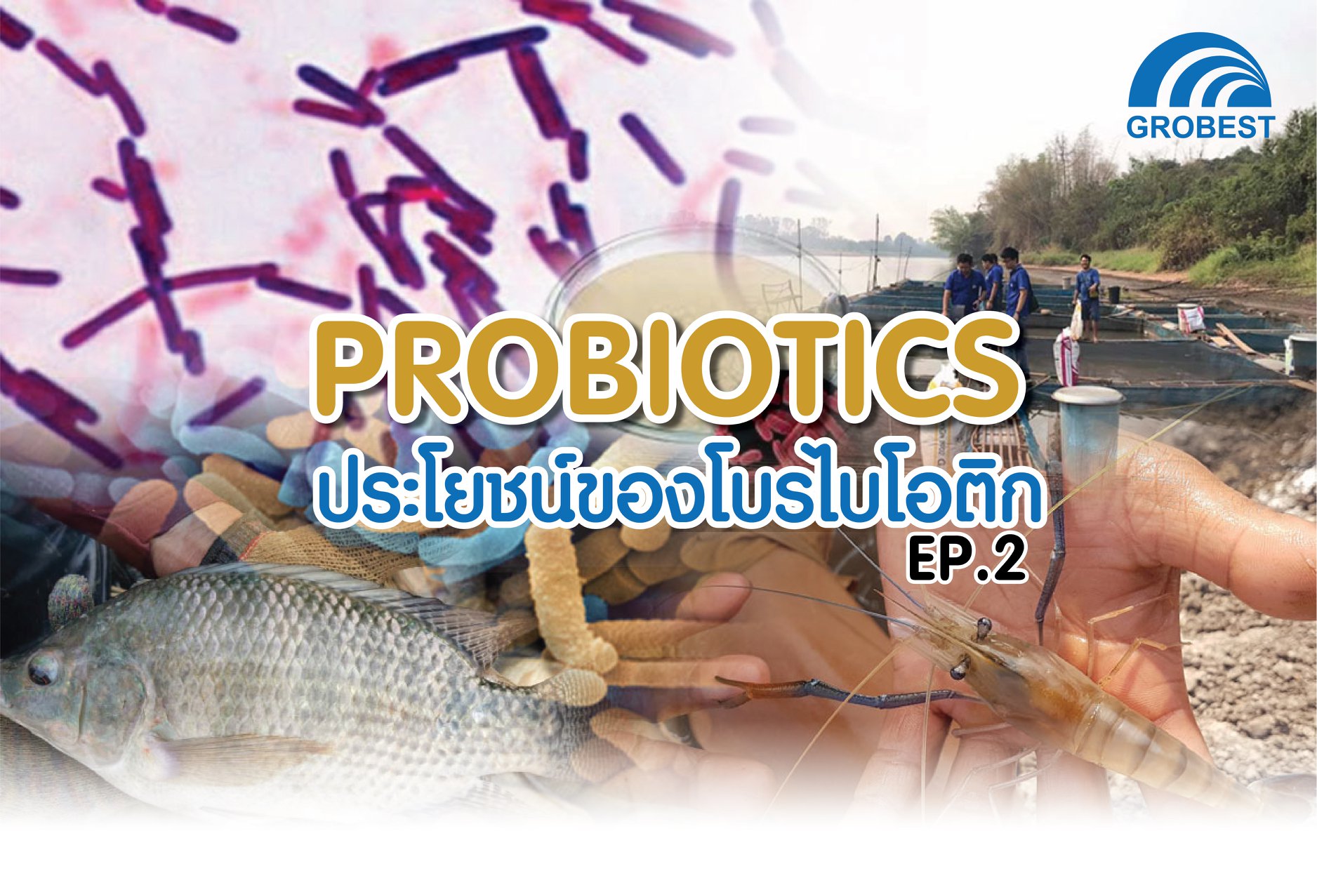 ประโยชน์ของโบรไบโอติก ที่มา Grobest Thailand..คลิก