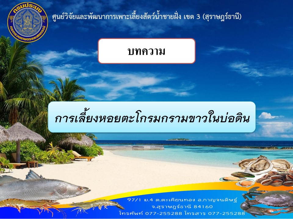 การเลี้ยงหอยตะโกรมกรามขาวในบ่อดิน