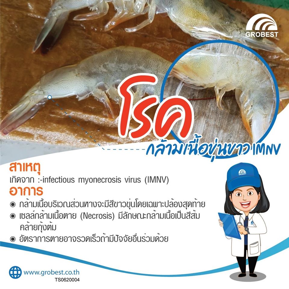 รู้ทันโรคกุ้ง..คลิก