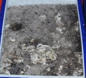 ตรวจสอบเรือและสินค้านำเข้าจากประเทศ MYANMAR..คลิก