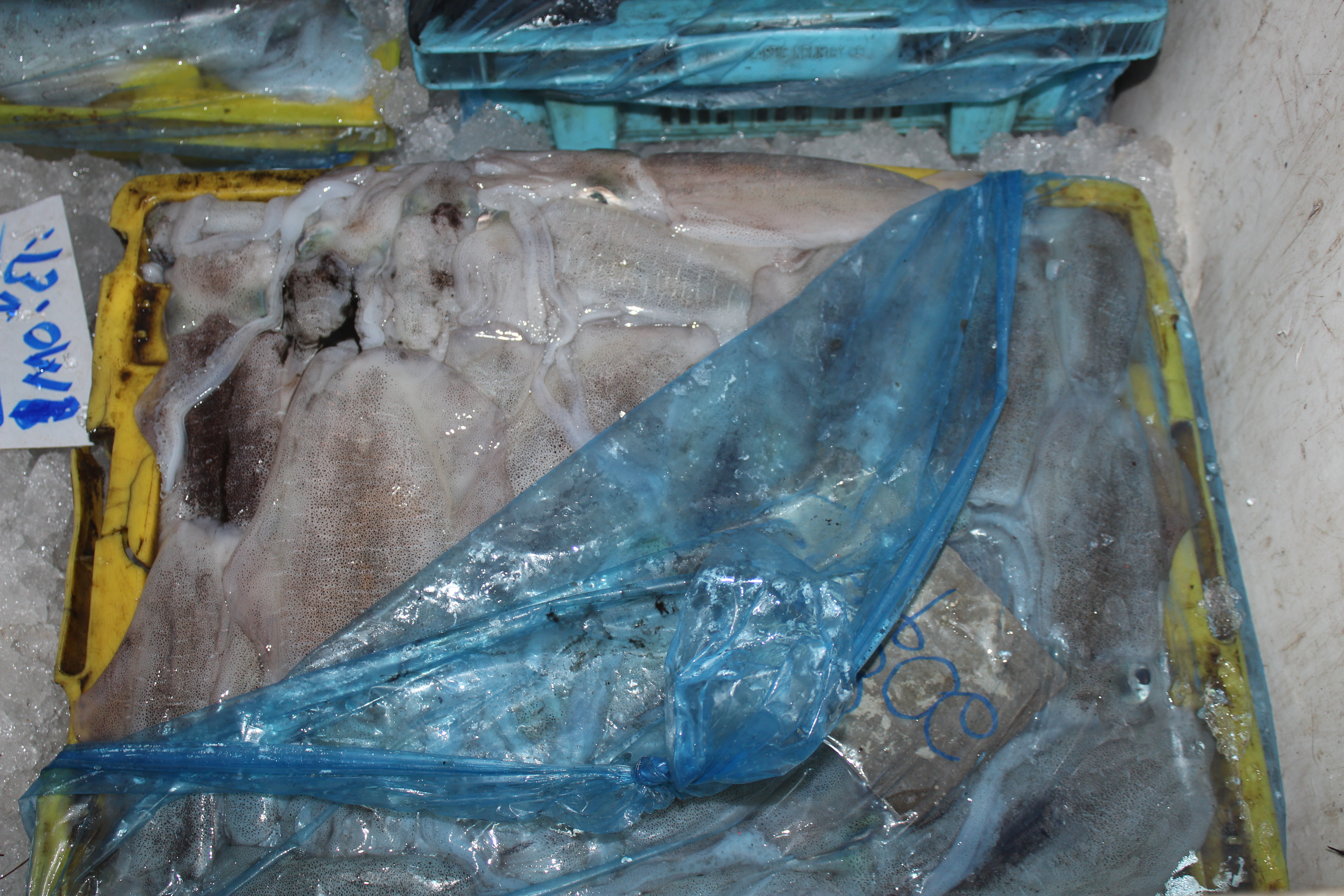 ควบคุมขนถ่ายสัตว์น้ำขึ้นท่าจากประเทศMYANMAR..คลิก