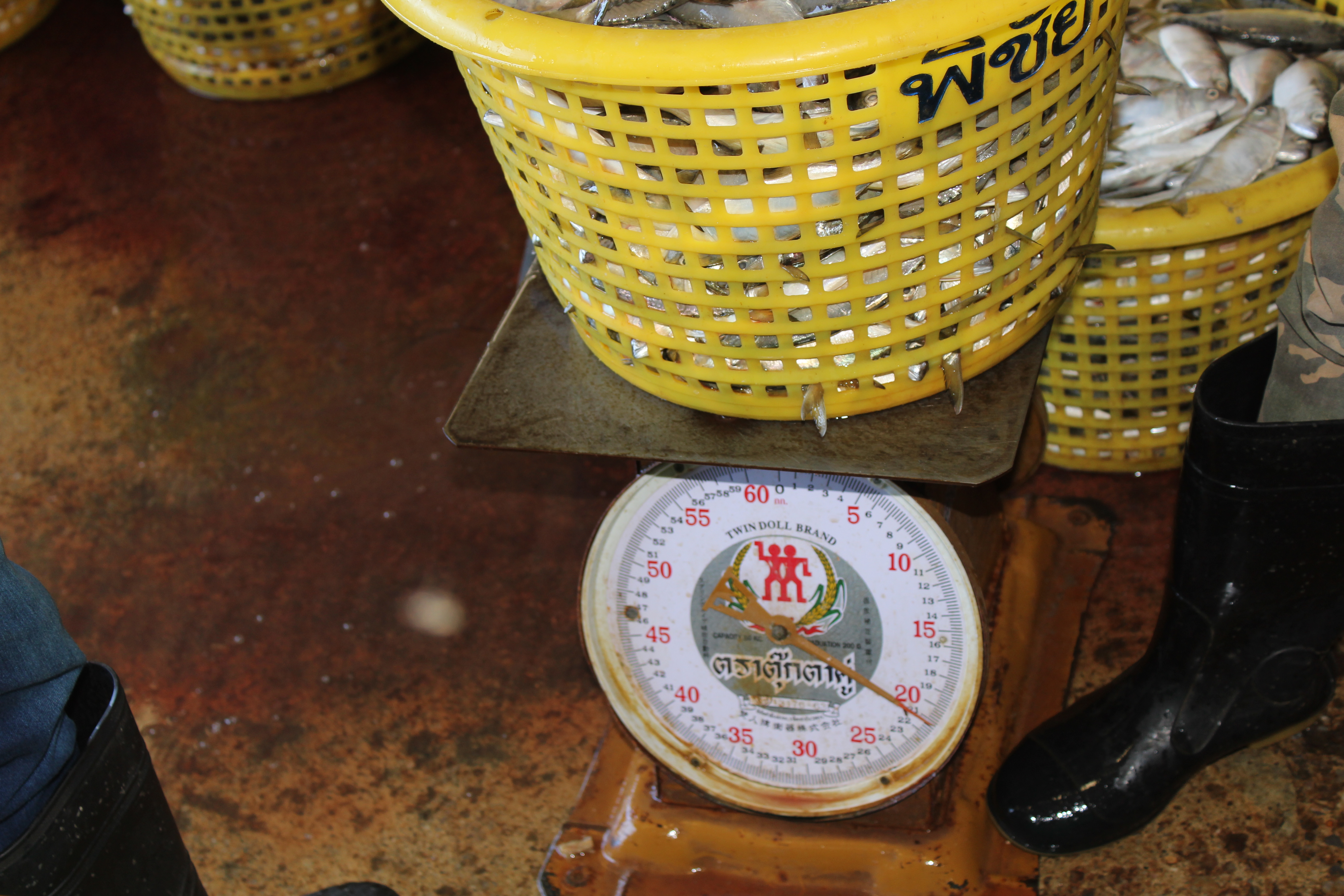 ควบคุมขนถ่ายสัตว์น้ำขึ้นท่าจากประเทศMYANMAR..คลิก