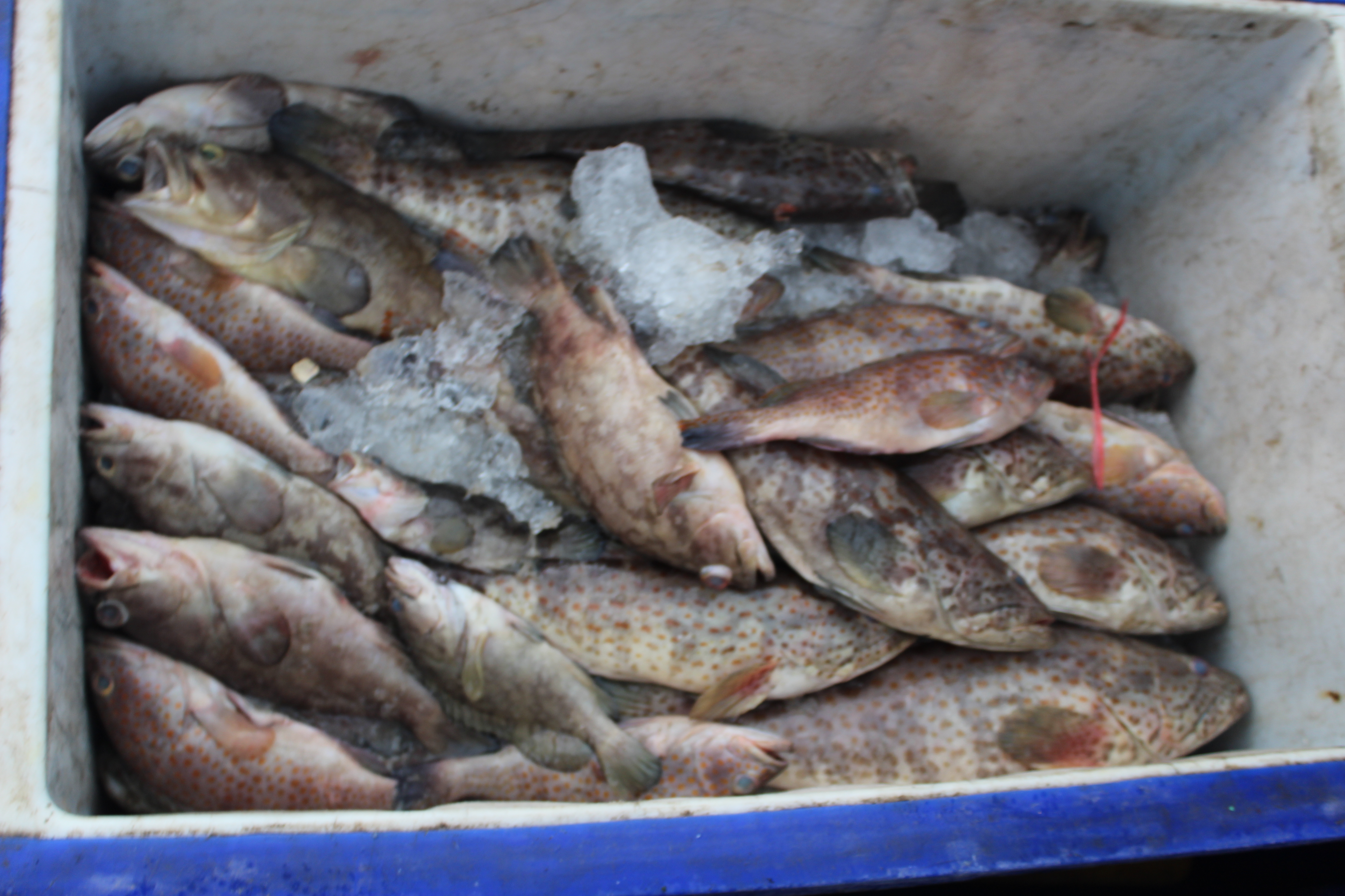 ตรวจสอบเรือและสินค้านำเข้าจากประเทศ MYANMAR..คลิก