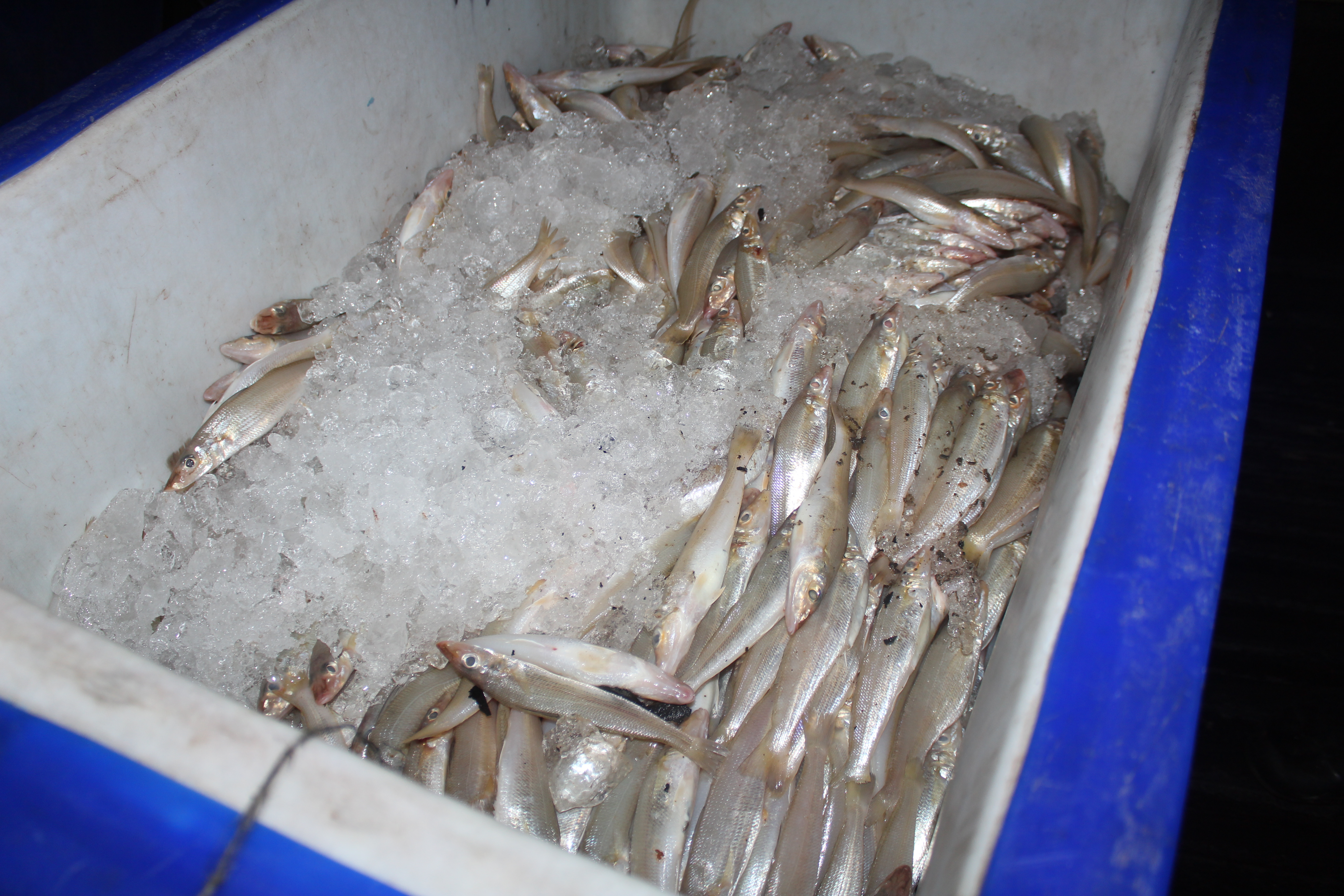 ควบคุมขนถ่ายสัตว์น้ำขึ้นท่าจากประเทศMYANMAR..คลิก