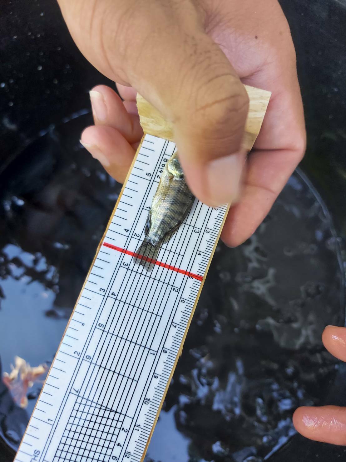 หัวหน้ากลุ่มบริหารและยุทธศาสตร์ ประมงอำเภอดอนมดแดง ร่วมตรวจรับปัจจัยการผลิตตามโครงการพัฒนาเสริมทางเลือกอาชีพด้านการประมง การเลี้ยงปลานิลแปลงเพศในบ่อดิน ณ บริเวณที่ว่าการอำเภอตาลสุม..คลิก