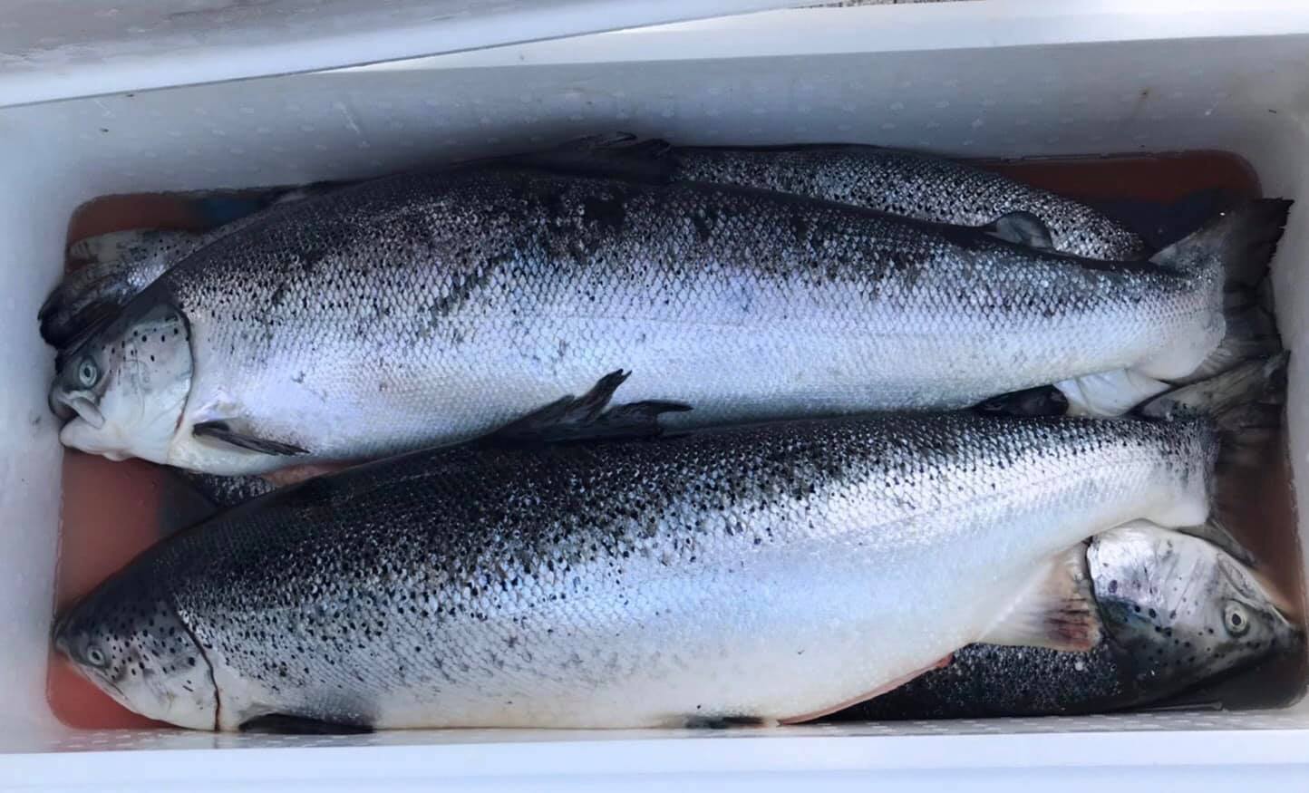 ผู้บริโภคหวั่น โควิด – 19 ระบาดระลอกใหม่ หลังพบเชื้อบนเขียงแล่แซลมอนในจีน กรมประมงยันคุมเข้มทุกมาตรการป้องกันการปนเปื้อนสินค้าทั้งนำเข้า-ส่งออกมั่นใจสินค้าสัตว์น้ำไทยกินได้ สบายใจ ปลอดภัย ไร้โควิด-19 อย่างแน่นอน !!..คลิก