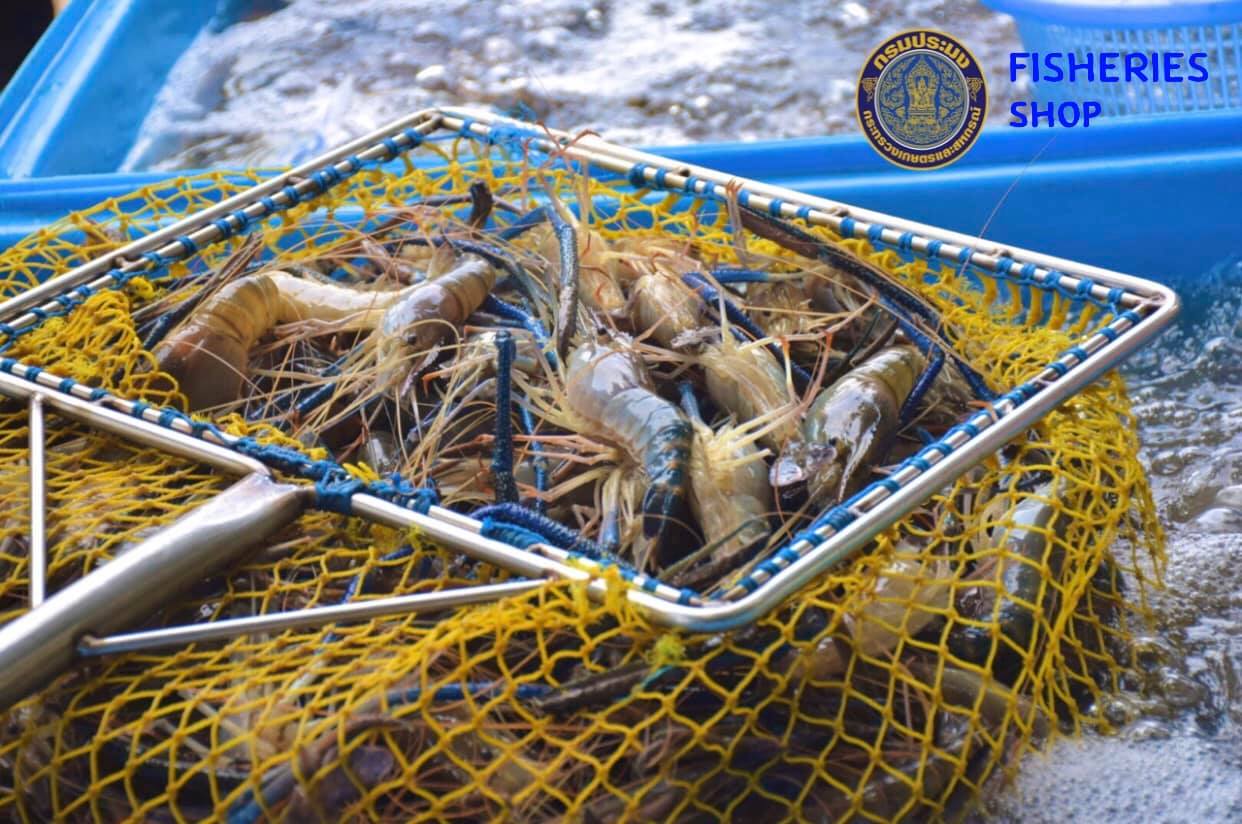 ใครอยากกินกุ้งก้ามกรามยกมือขึ้น  Fisheries Shop กลับมาอีกแล้ว กับการเปิดรับพรีออเดอร์กุ้งก้ามกรามช่วยเกษตรกรแปลงใหญ่ จากเมืองเหน่อ สุพรรณบุรีจร้าาา รับรอง สด อร่อย ได้มาตรฐานGAP..คลิก