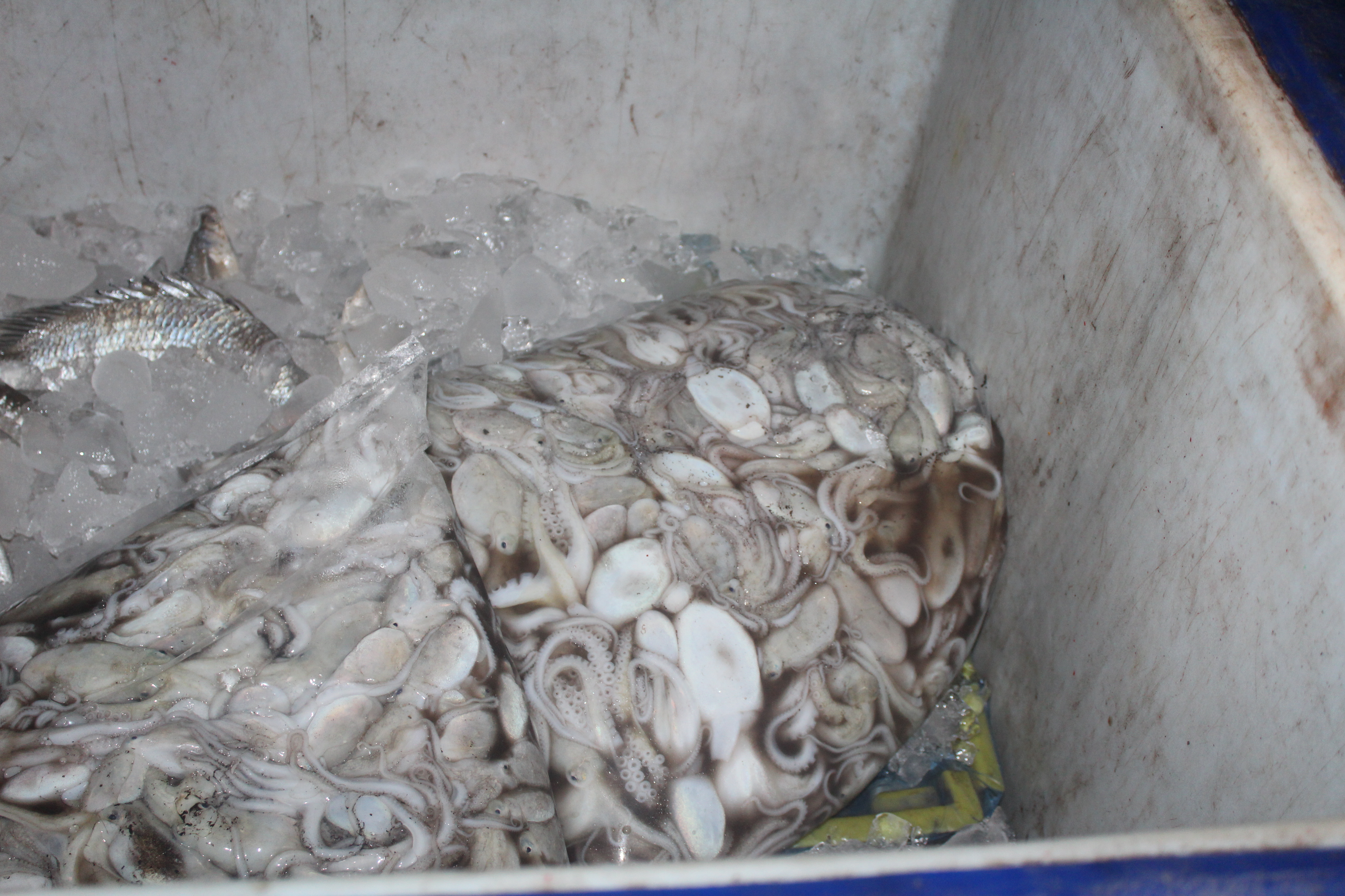 ควบคุมขนถ่ายสัตว์น้ำขึ้นท่าจากประเทศMYANMAR..คลิก