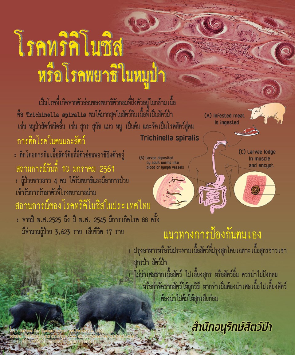 โรคทริคิโนซิส หรือ โรคพยาธิในหมูป่า พยาธิตัวกลมที่ทำให้เกิดโรคนี้ คือ ทริคิเนลล่า สไปราลิส (Trichinella spiralis)..คลิก