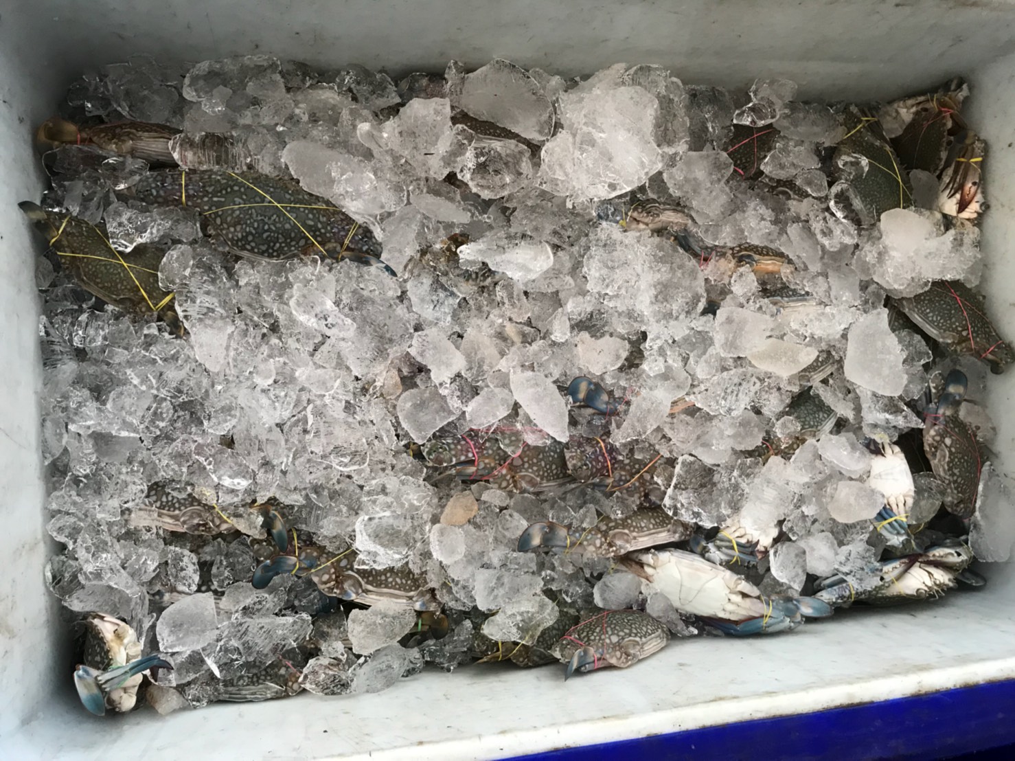 ควบคุมขนถ่ายสัตว์น้ำขึ้นท่าจากประเทศMYANMAR..คลิก