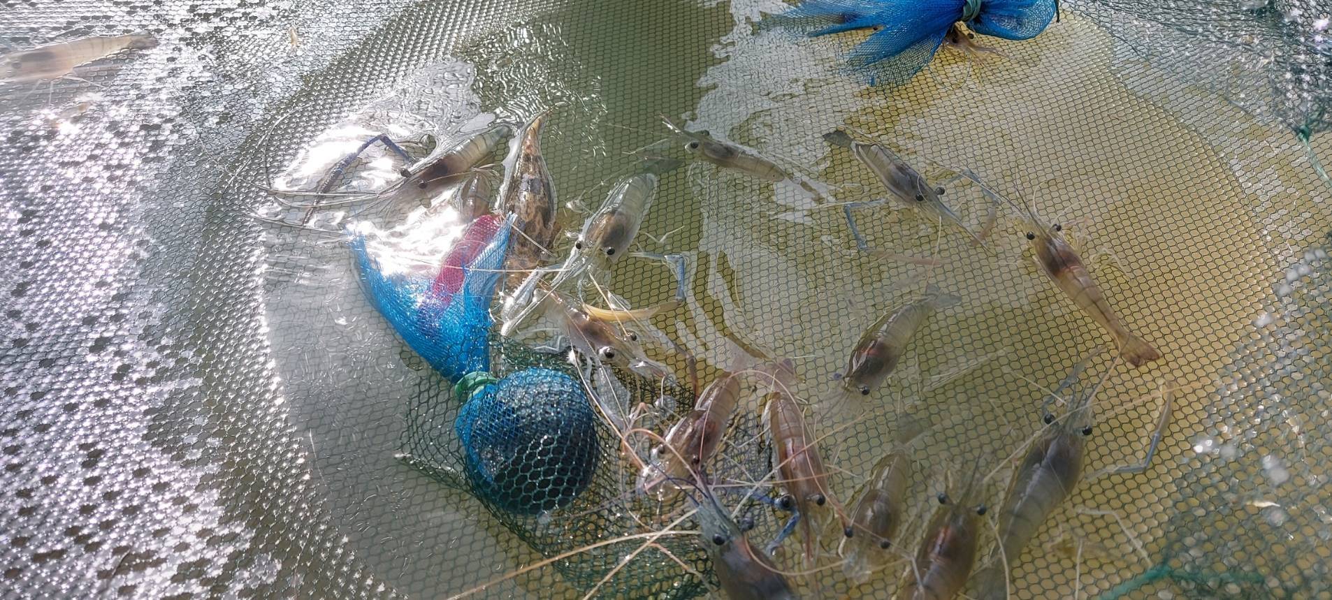 ร่วมประเมินการเจริญเติบโตของกุ้งก้ามกราม (สุ่มวัดความยาวและน้ำหนักกุ้งกรามรายเดือน)..คลิก