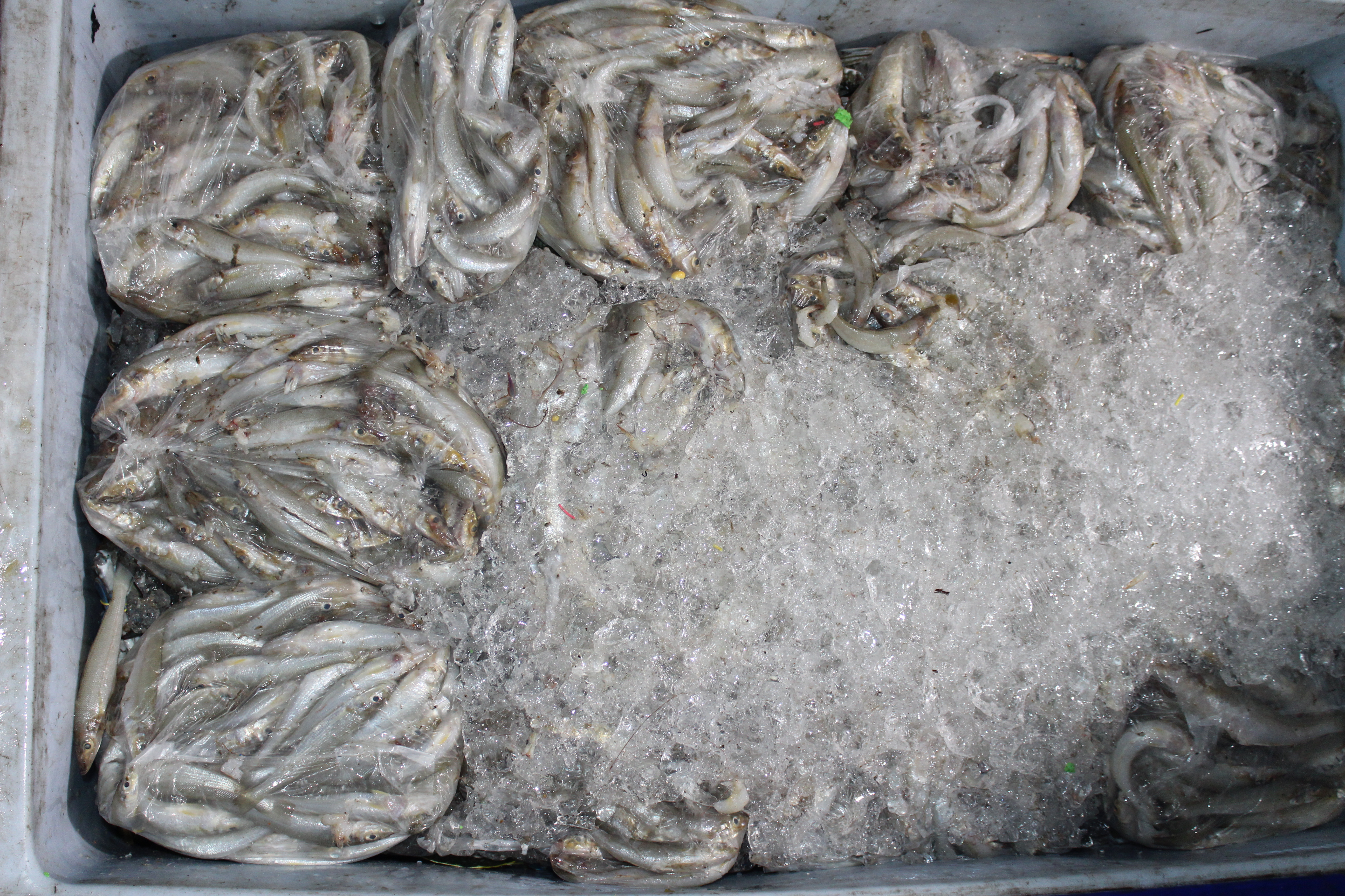 ตรวจสอบเรือและสินค้านำเข้าจากประเทศ MYANMAR..คลิก