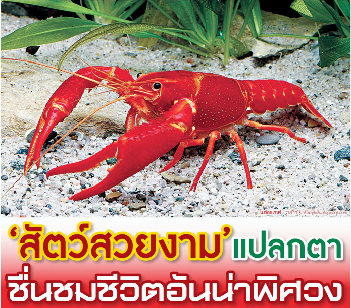 สัตว์สวยงาม'แปลกตา