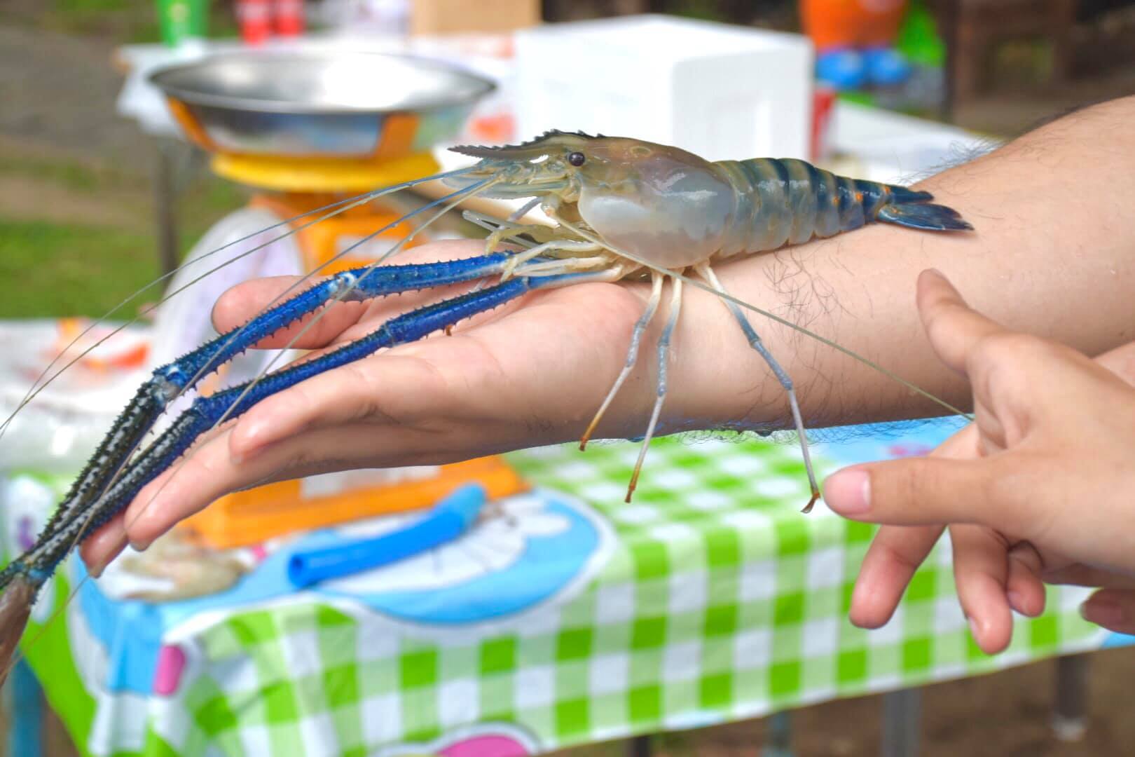 นับถอยหลังกับการสั่งจองกุ้งก้ามกรามด้วย “Fisheries Shop” ตลาดออนไลน์ของกรมประมง..คลิก