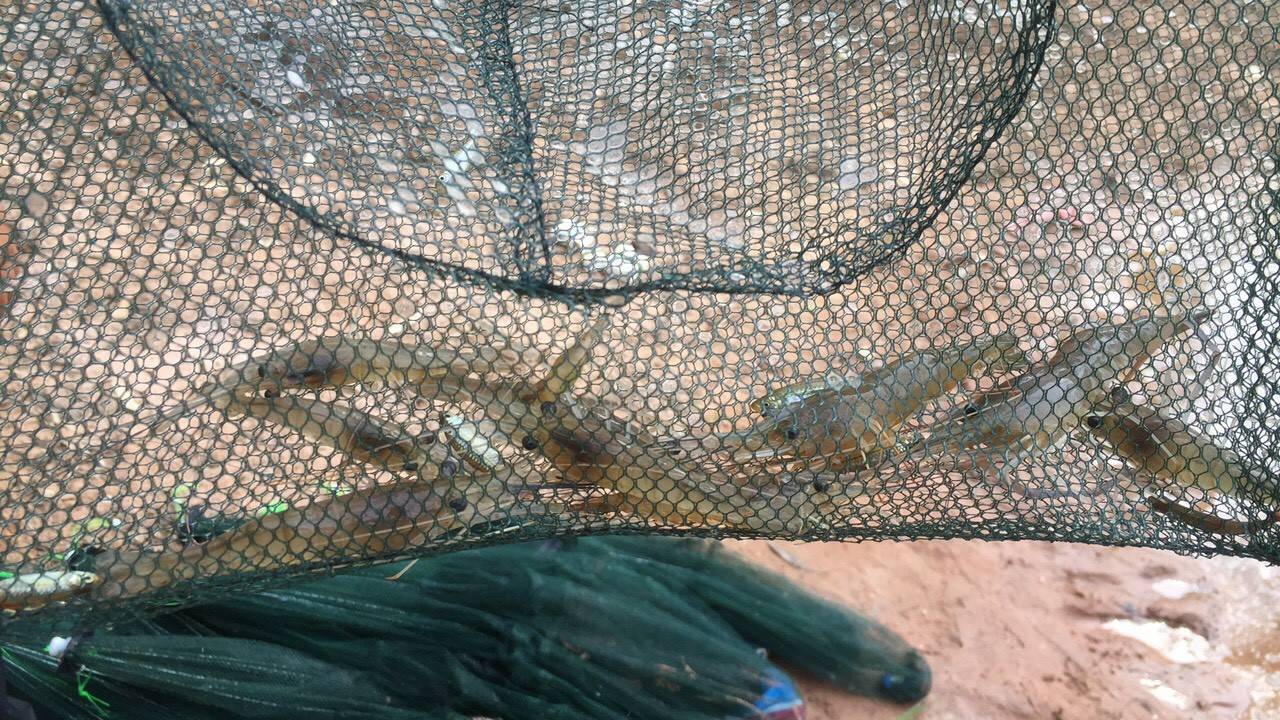 ร่วมประเมินการเจริญเติบโตของกุ้งก้ามกราม (สุ่มวัดความยาวและชั่งน้ำหนักกุ้งก้ามกราม  รายเดือน)..คลิก