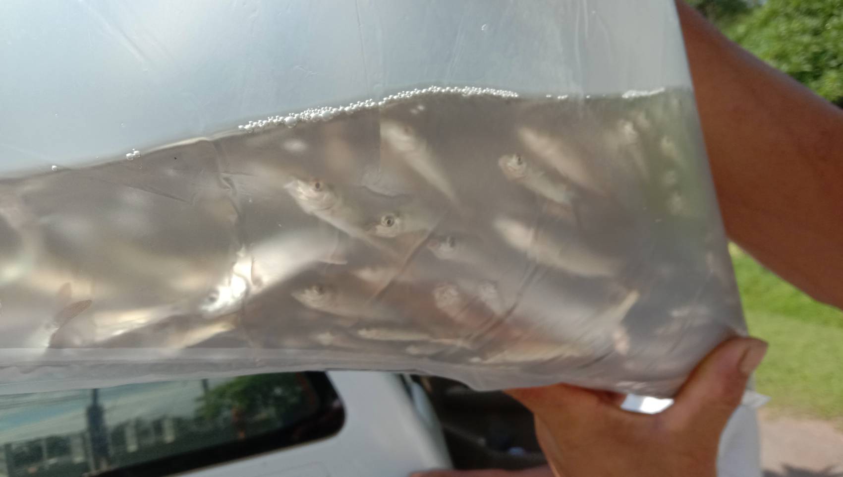 ตรวจสอบลูกพันธุ์สัตว์น้ำ ส่งออกไปยัง สปป.ลาว..คลิก