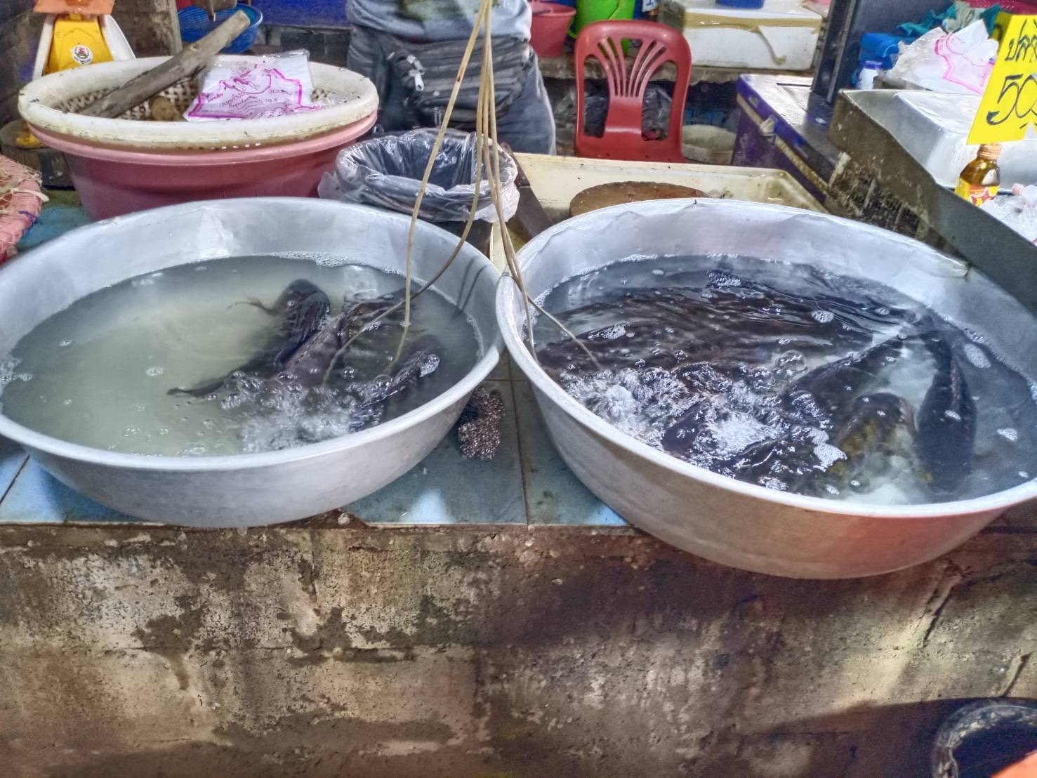 ประมงอำเภอเขื่องใน รับผิดชอบงานด้านประมงอำเภอเหล่าเสือโก้ก ดำเนินการสำรวจตลาดสินค้าสัตว์น้ำ ณ ตลาดปลื้มจิตร  อำเภอเหล่าเสือโก้ก จังหวัดอุบลราชธานี..คลิก